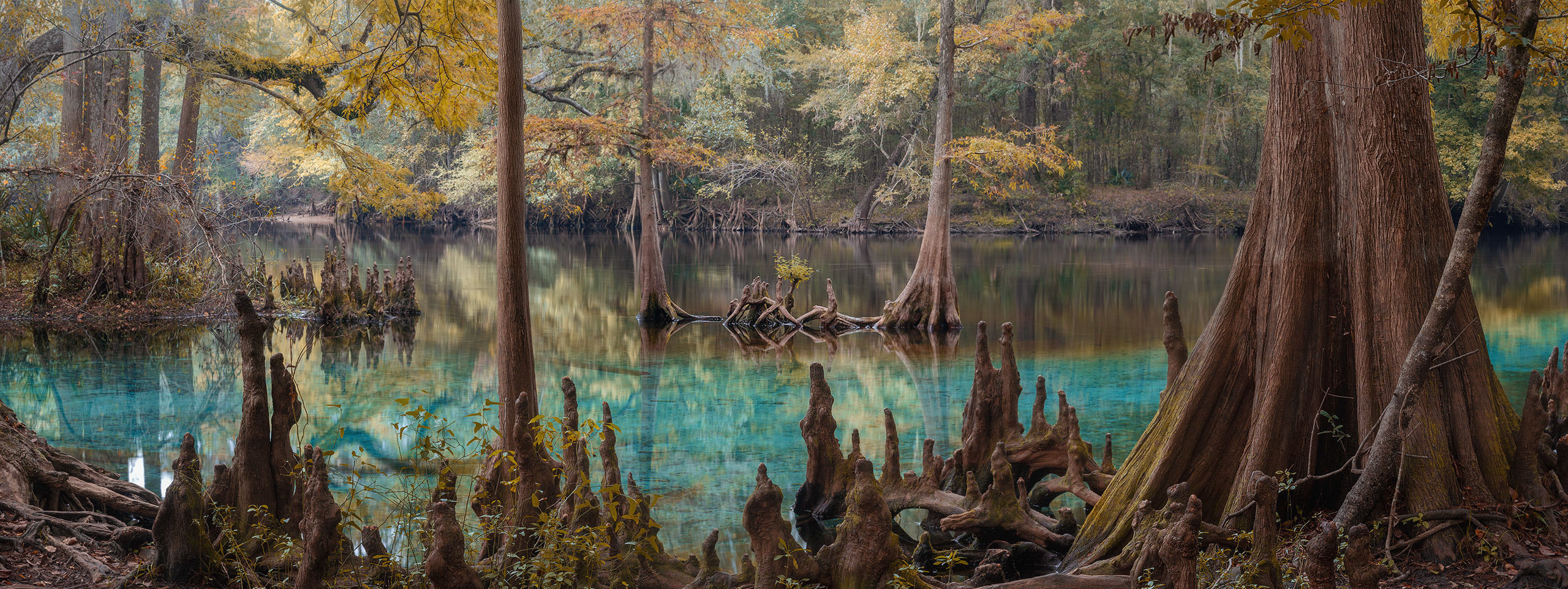 Cypress Swamps Adventure. Alex Mironyuk Photography