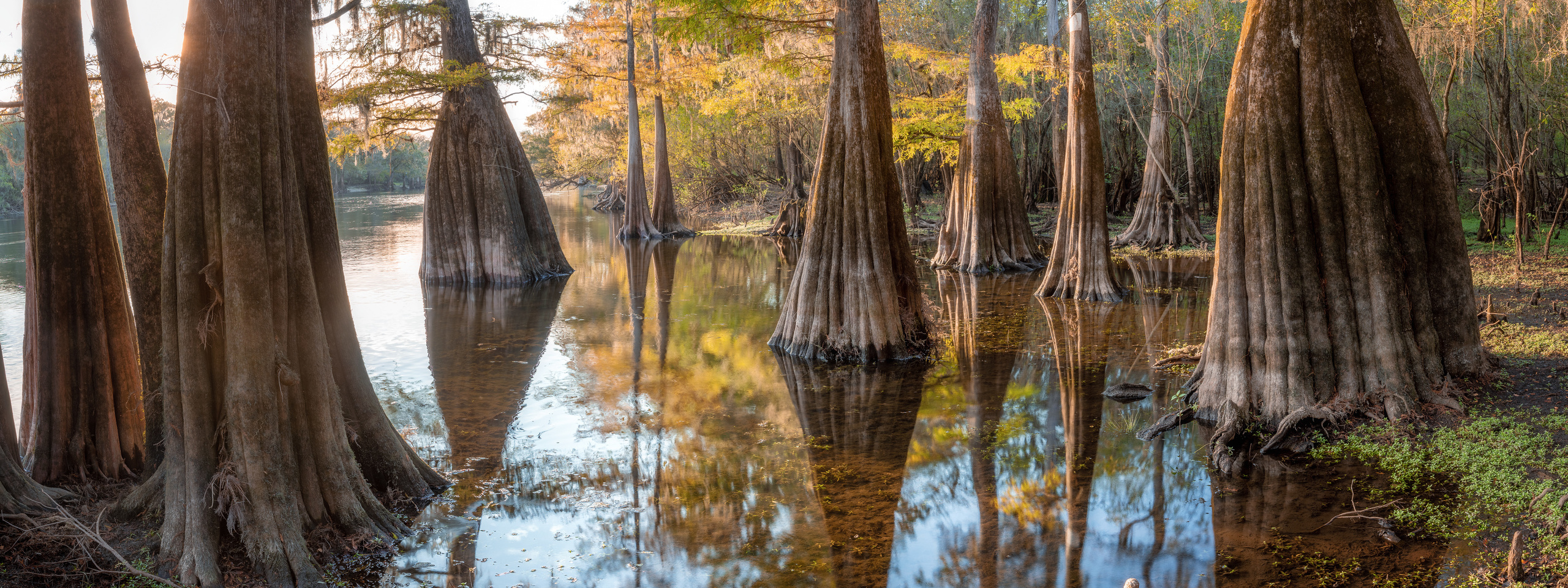 Cypress Swamps Adventure. Alex Mironyuk Photography