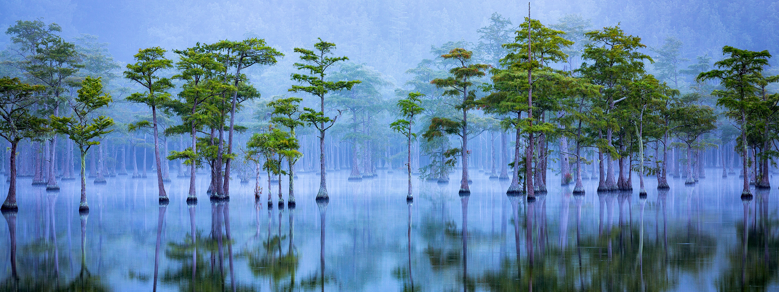 Terms and Conditions - Cypress Magic Adventure. Pet, Senior, Landscape, portrait studio, photographer in Miami and Sou