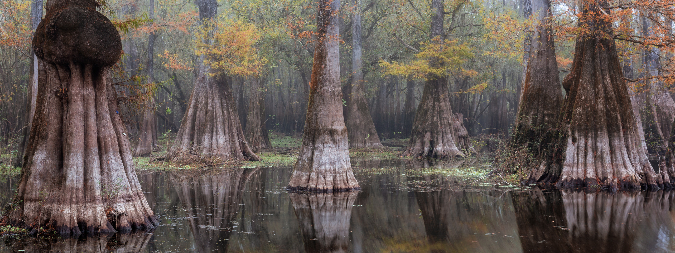 Cypress Swamps Adventure. Alex Mironyuk Photography