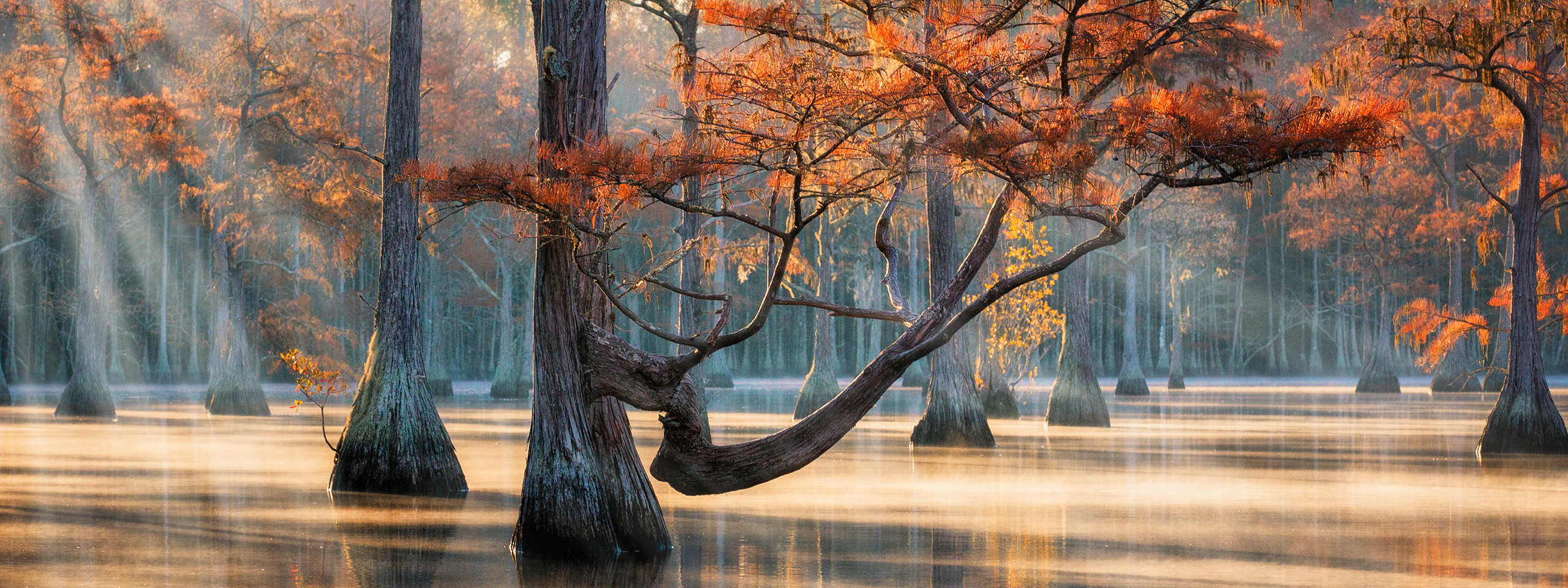 Осенняя Магия Кипарисовых Болот. Alex Mironyuk Photography