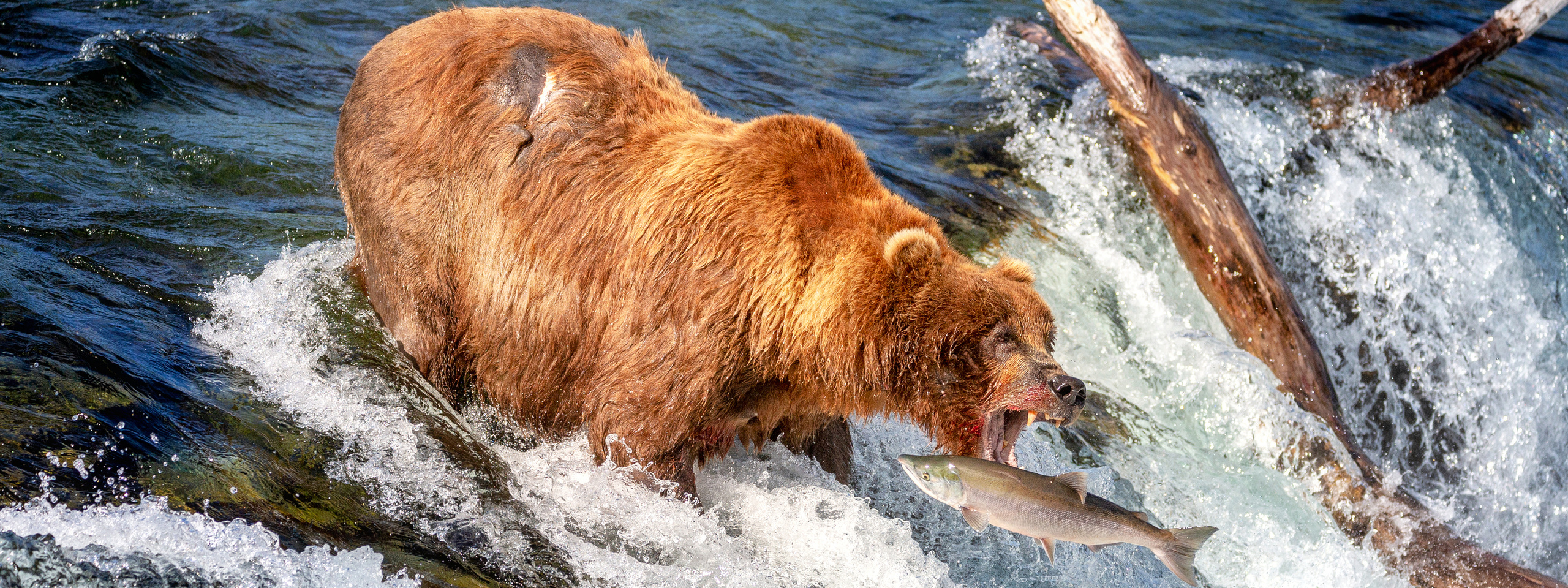 Катмаи. Pet, Senior, Landscape, portrait studio, photographer in Miami and Sou