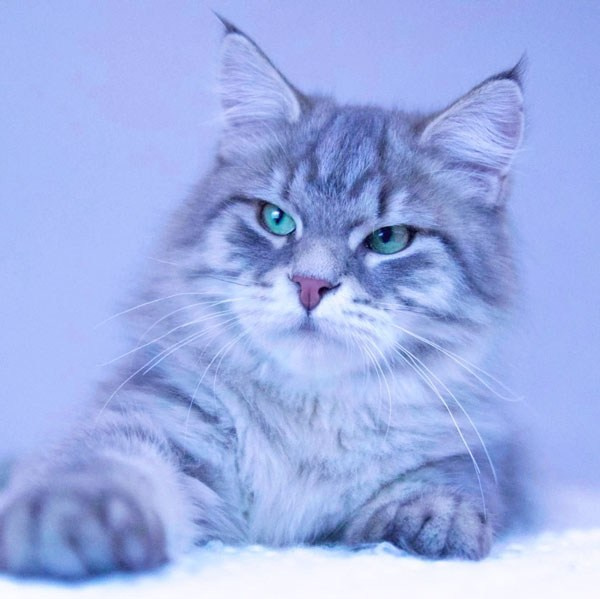 Blue tabby Siberian male cat with green eyes and full coat - purebred hypoallergenic Siberian cat form Texas cattery.