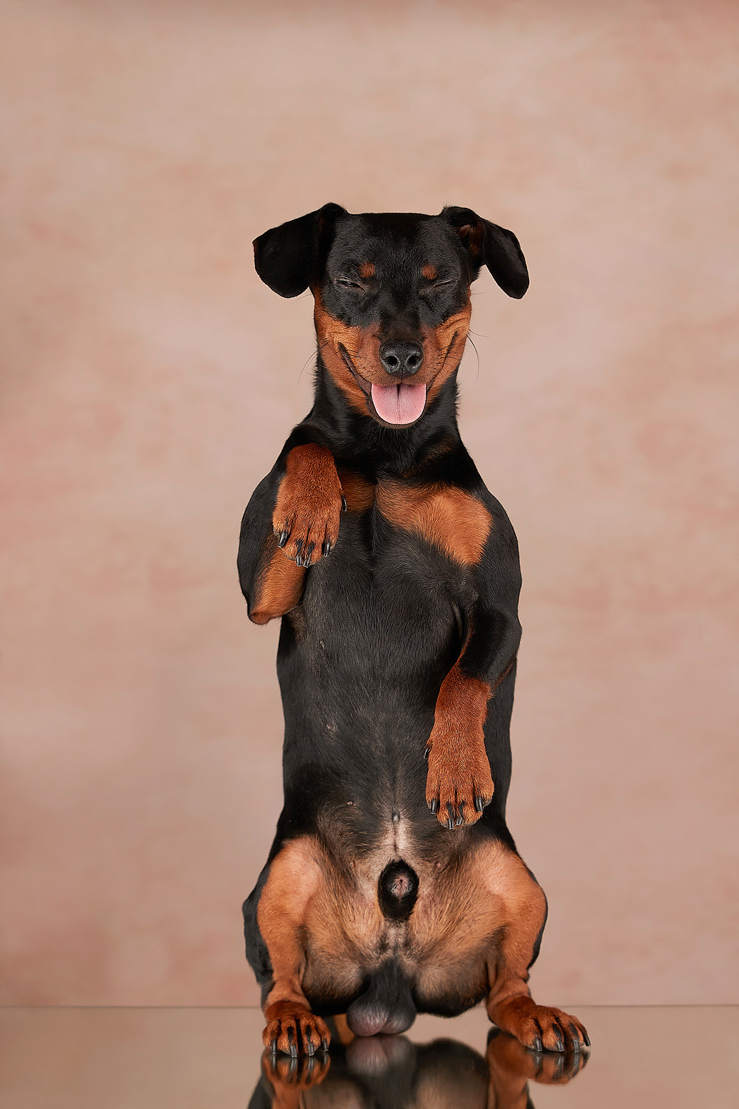 Кинологический клуб РКФ РФСС СЕНСАЦИЯ