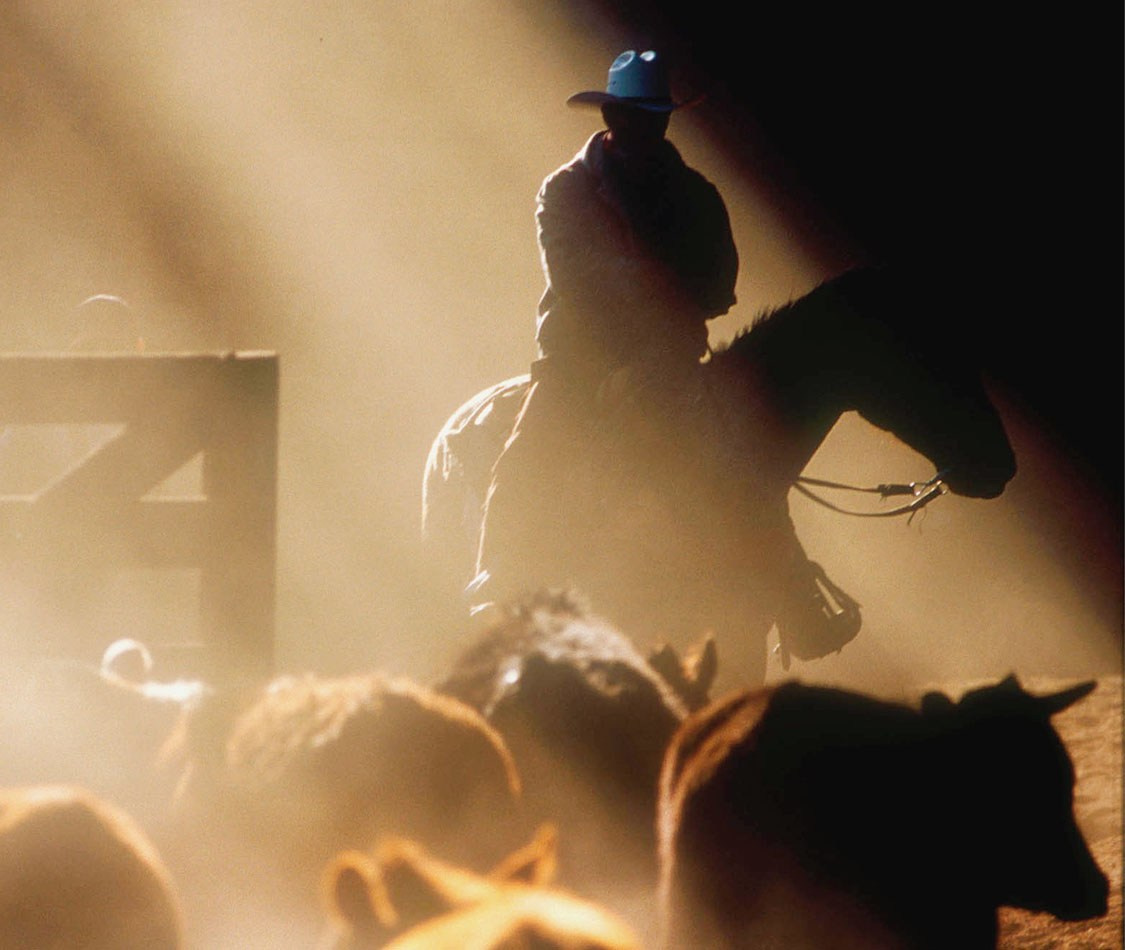 Editorial image of a cowboy silhouetted against the rays of sunlight that are breaking in a stockyard as he herds cattle.