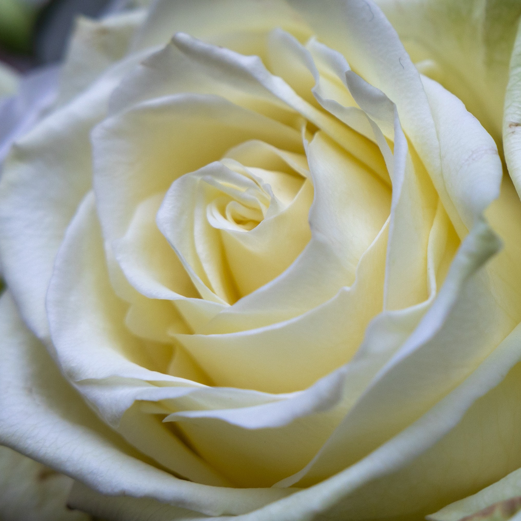 Blossom i Aarhus skaber unikke blomsterløsninger til bryllup – fra brudebuketter til bordpynt. Vi holder til i 8270 Højbjerg og lægger vægt på personlig rådgivning. Lad os gøre din store dag endnu smukkere med skræddersyede blomster.