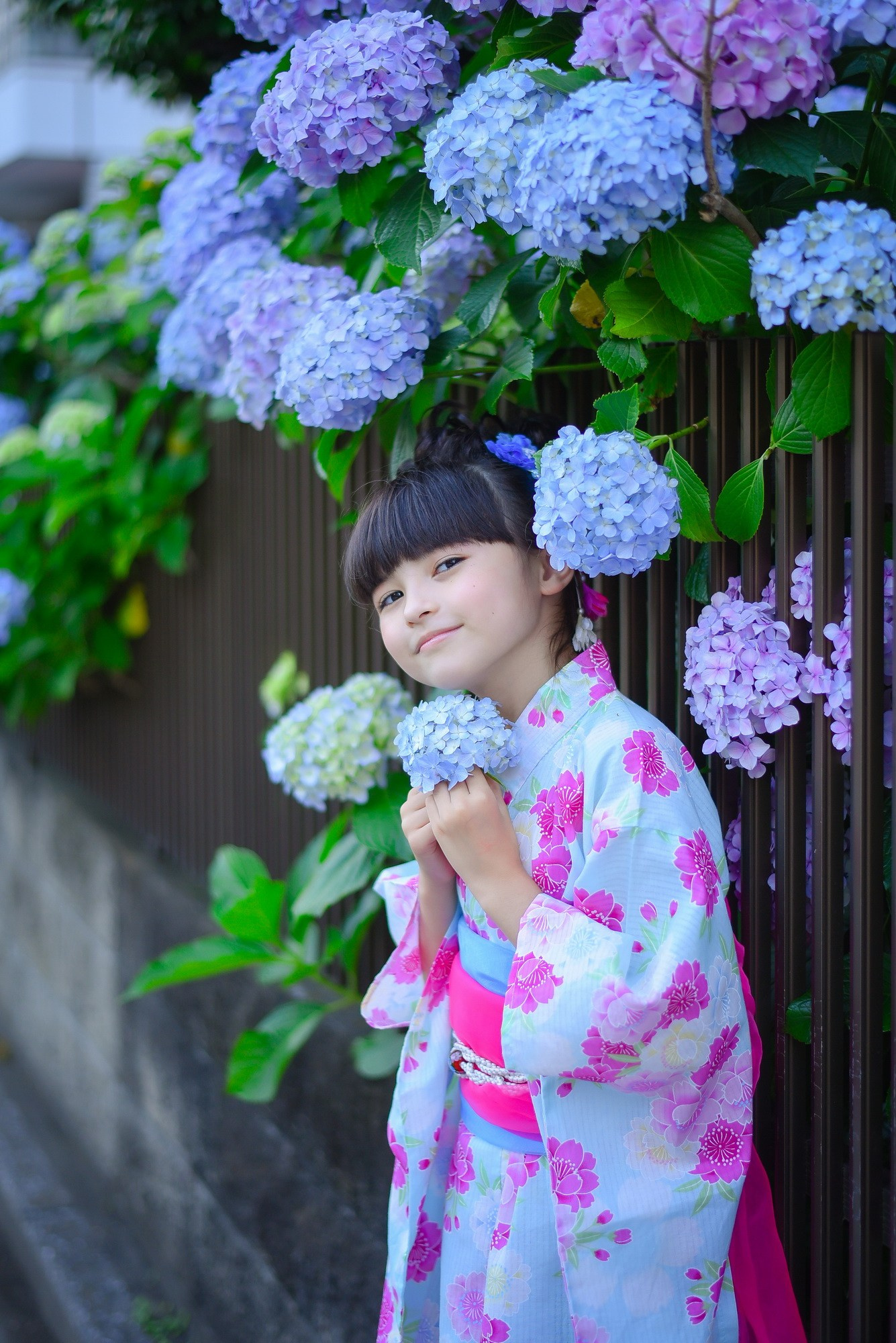 Hydrangea. Photographer in Tokyo, Japan