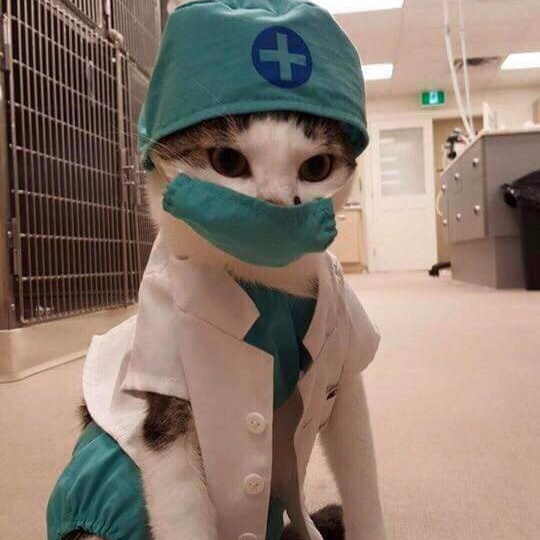 How everything is arranged in our cattery. A cattery of Canadian Sphynx breed, located in Limassol, Cyprus