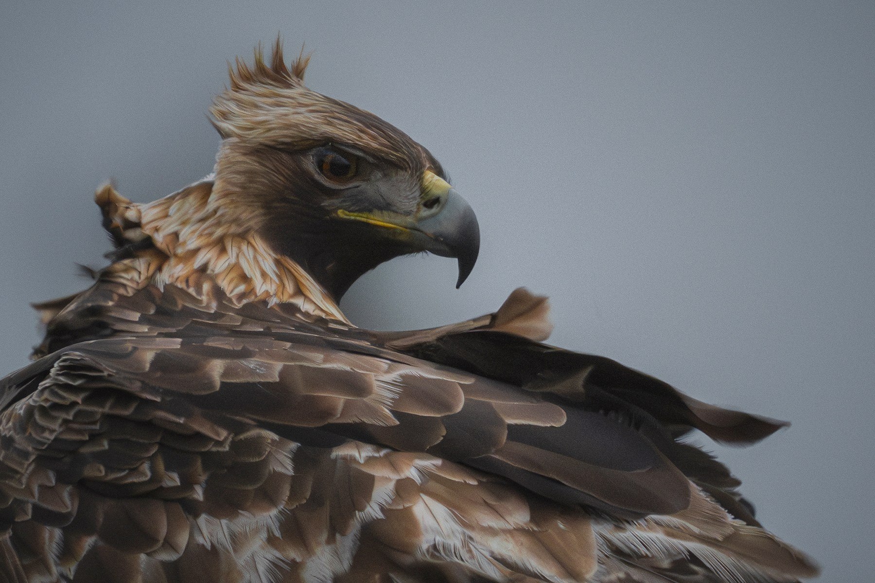 Test. My Wildlife Story