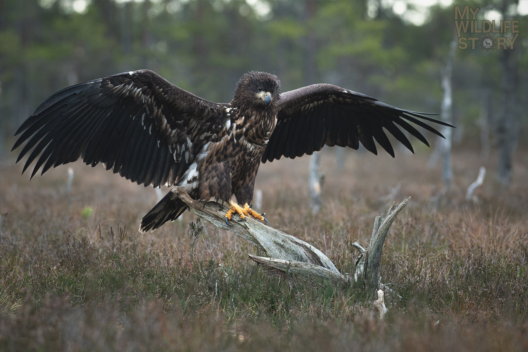 Photo hides tours. My Wildlife Story