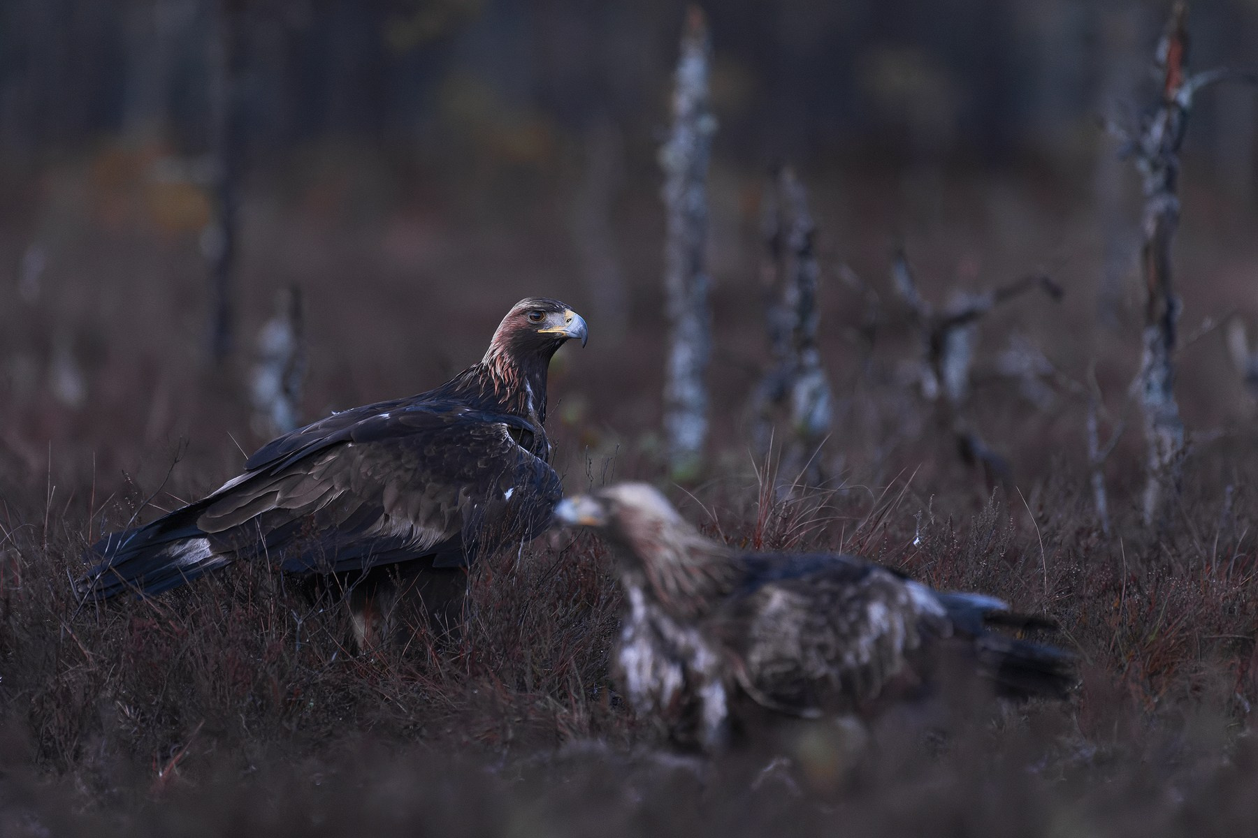 Photo hides tours. My Wildlife Story