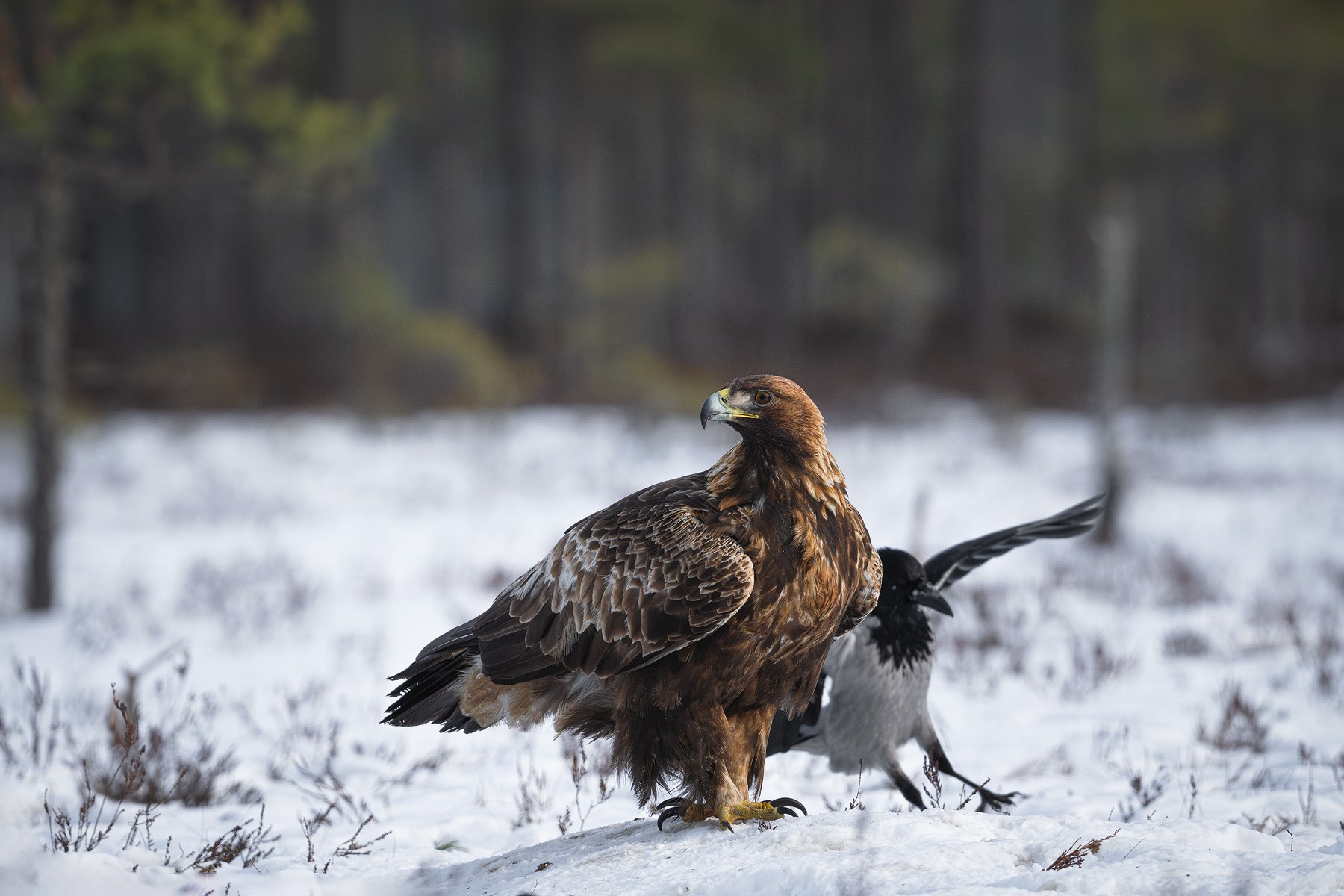 Golden Eagle