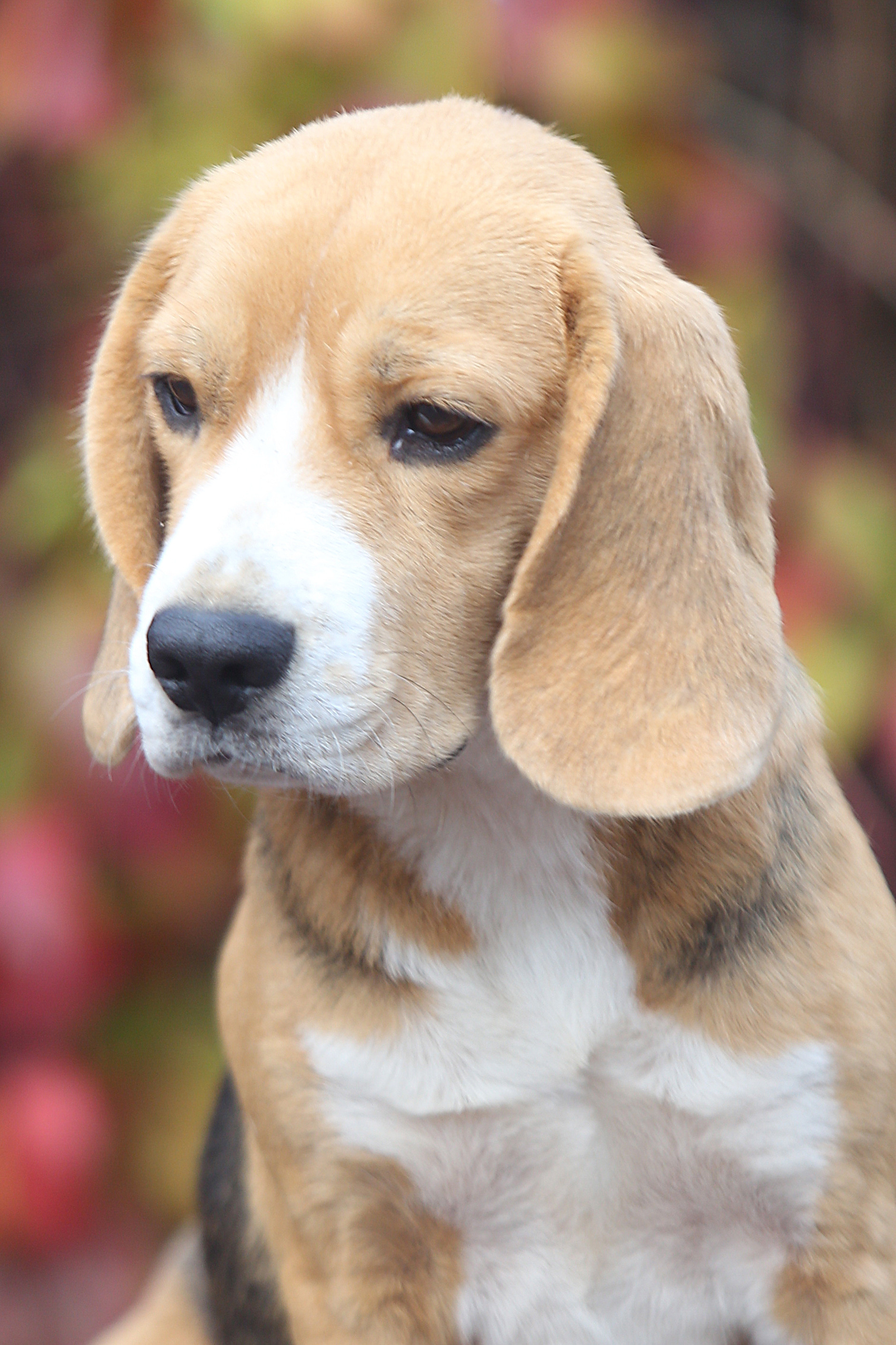 Дівчата. Розплідник біглей в Україні
