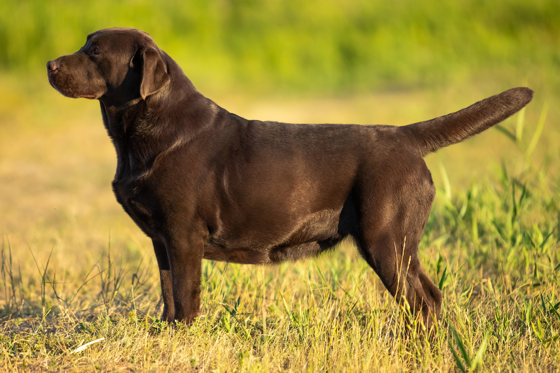 Шоколадний лабрадор ретривер Україна