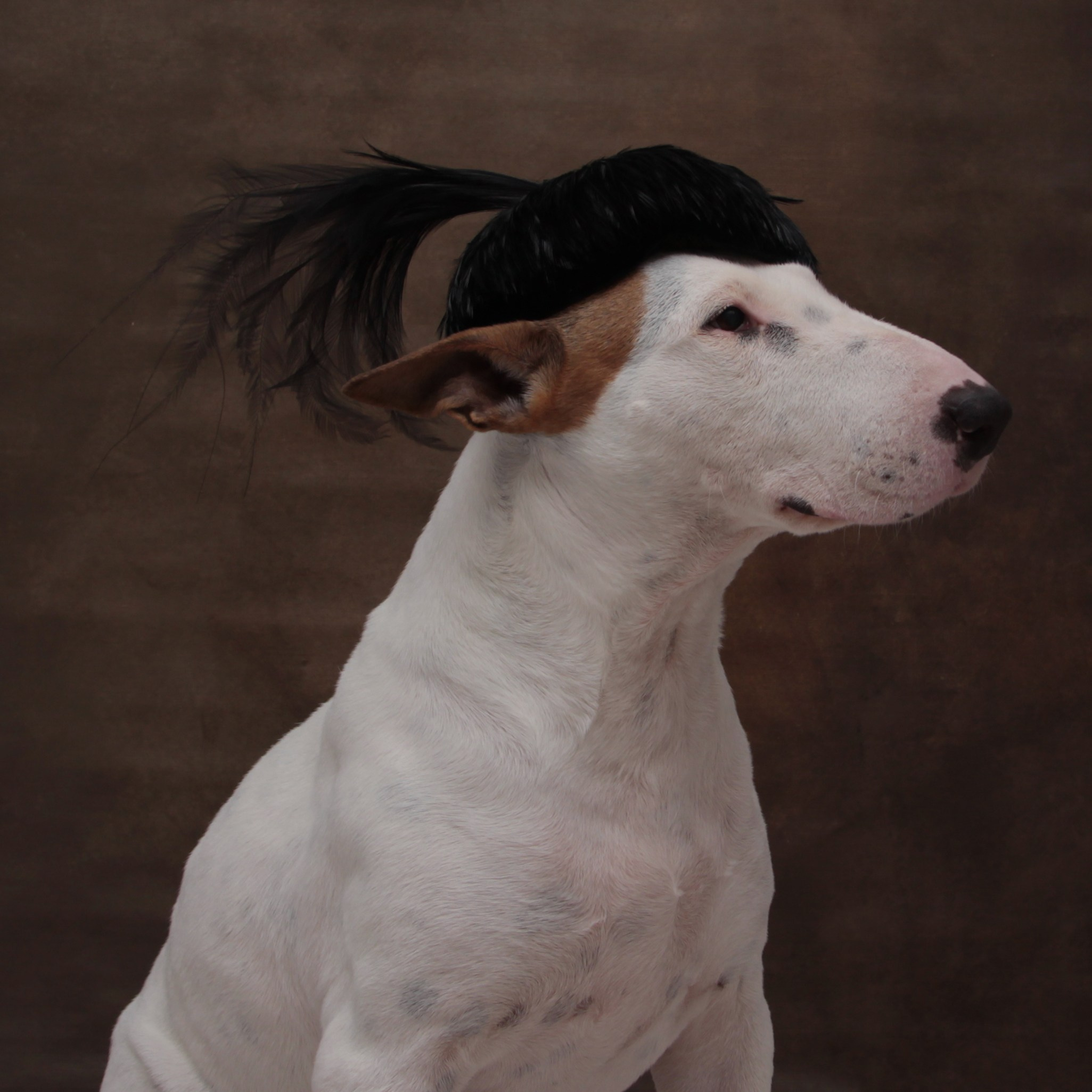 PetsFoto. Fotografo Barcelona Espania