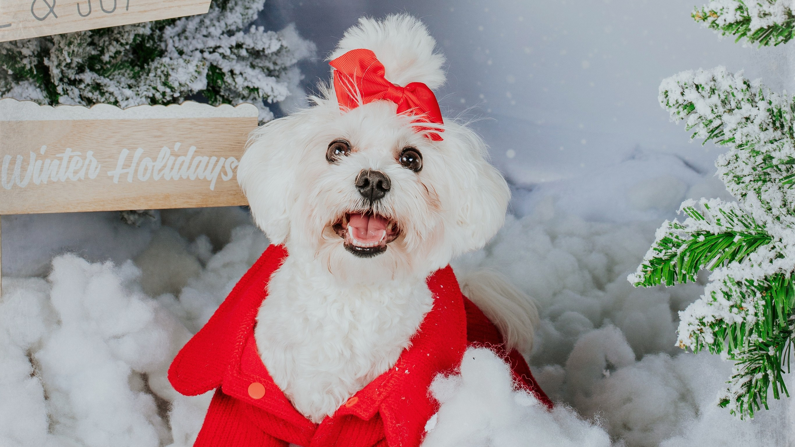 Perrito de pelo blanco posando en un decorado navideño, rodeado de luces y adornos festivos, capturando la ternura y el espíritu navideño