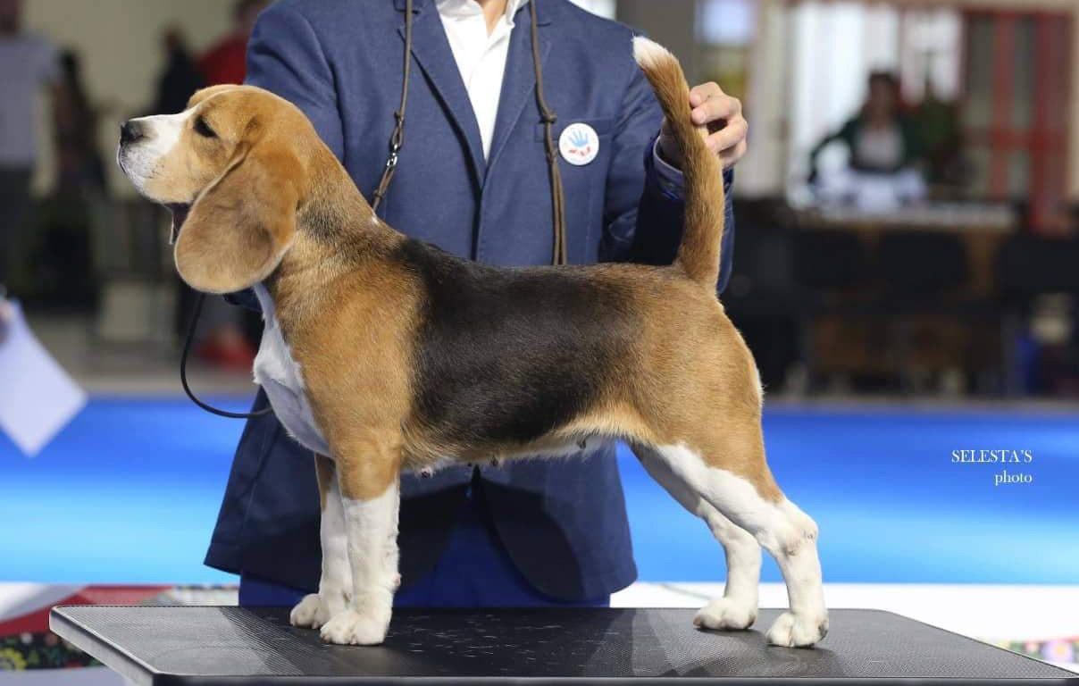 Про нас. Розплідник біглей в Україні