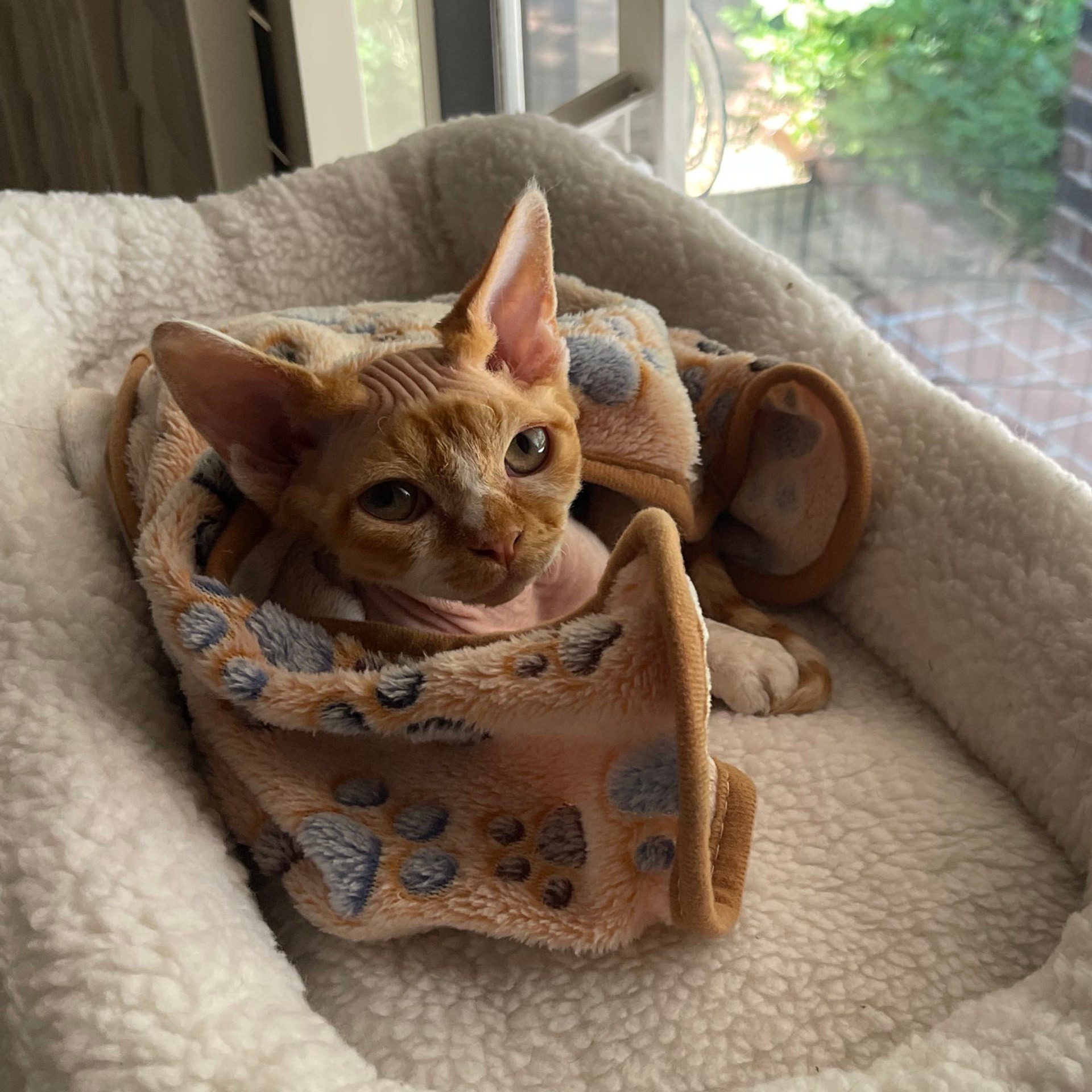 Devon Rex Pixie Cattery