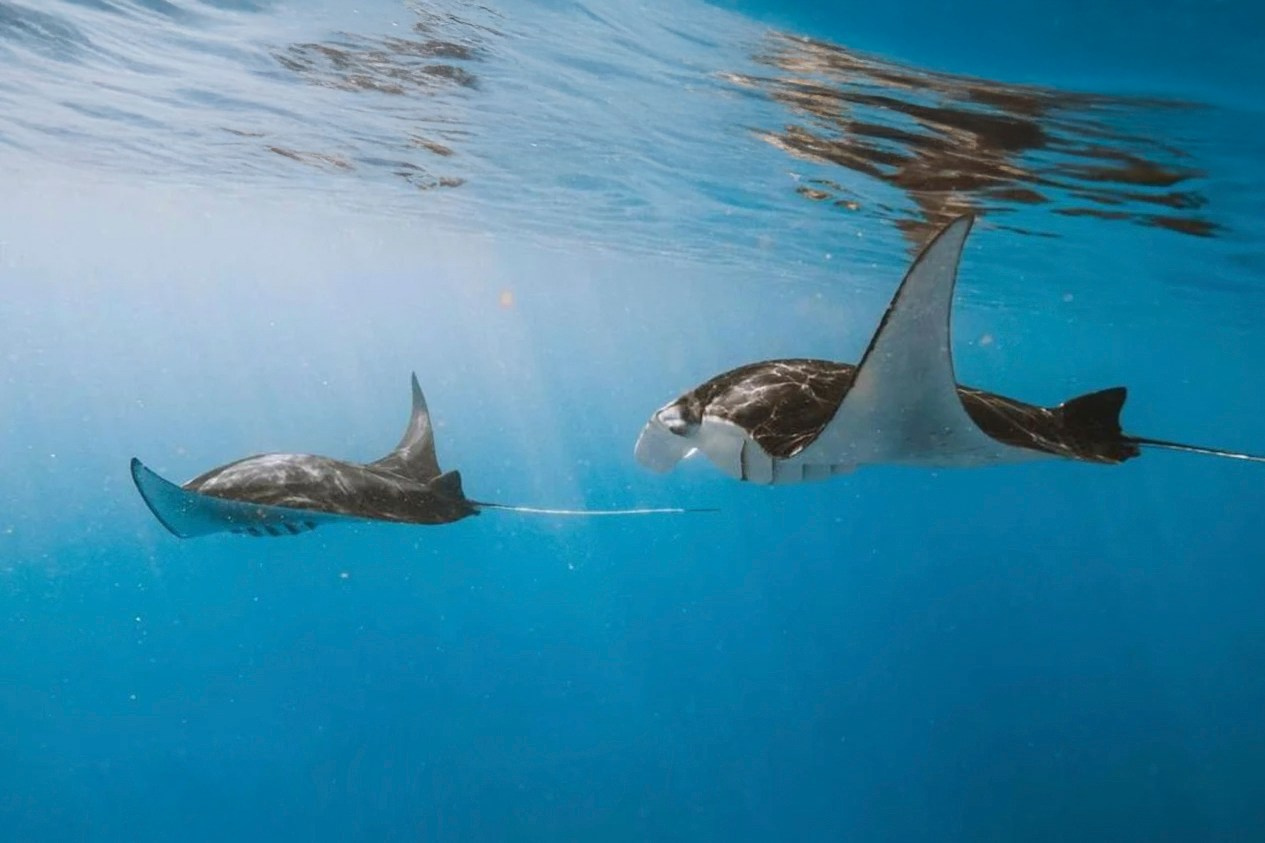 March 21-22 Nusa Penida + snorkeling with Manta Rays. Individual and couple Photographer in Bali — Bali Dream Photo