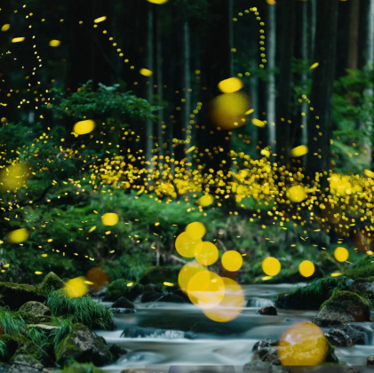 Фотография леса со светлячками ночью в Лиссабоне в июне месяце