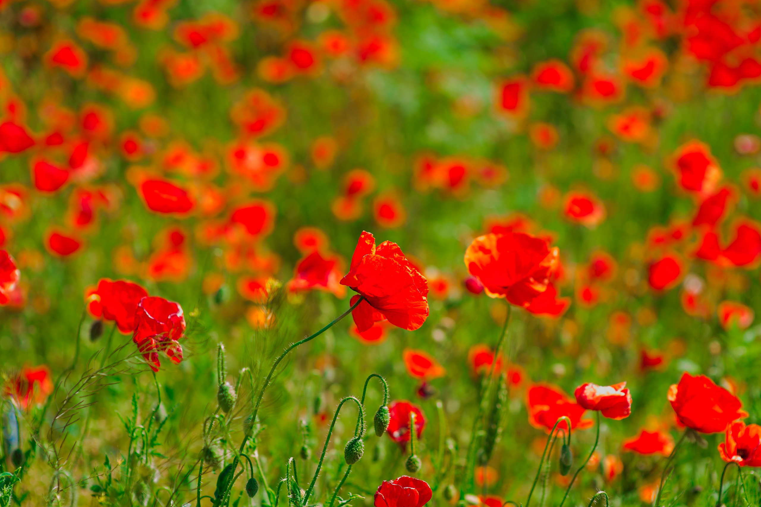 adio gradinita (in maci)