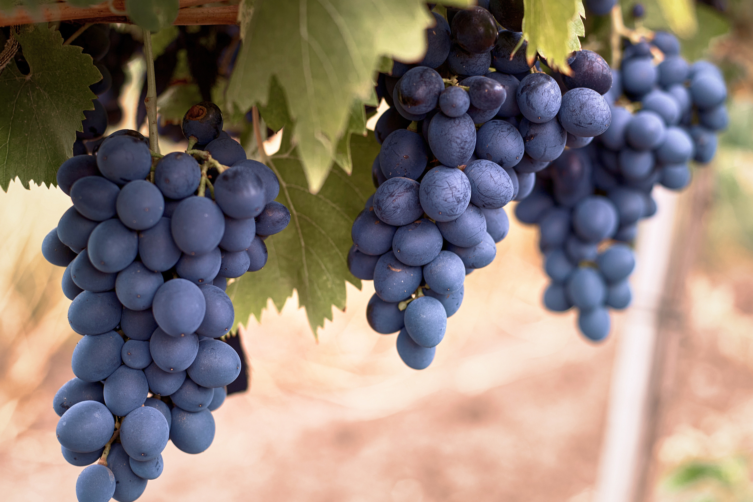 Зйомка для Одеського заводу класичних вин