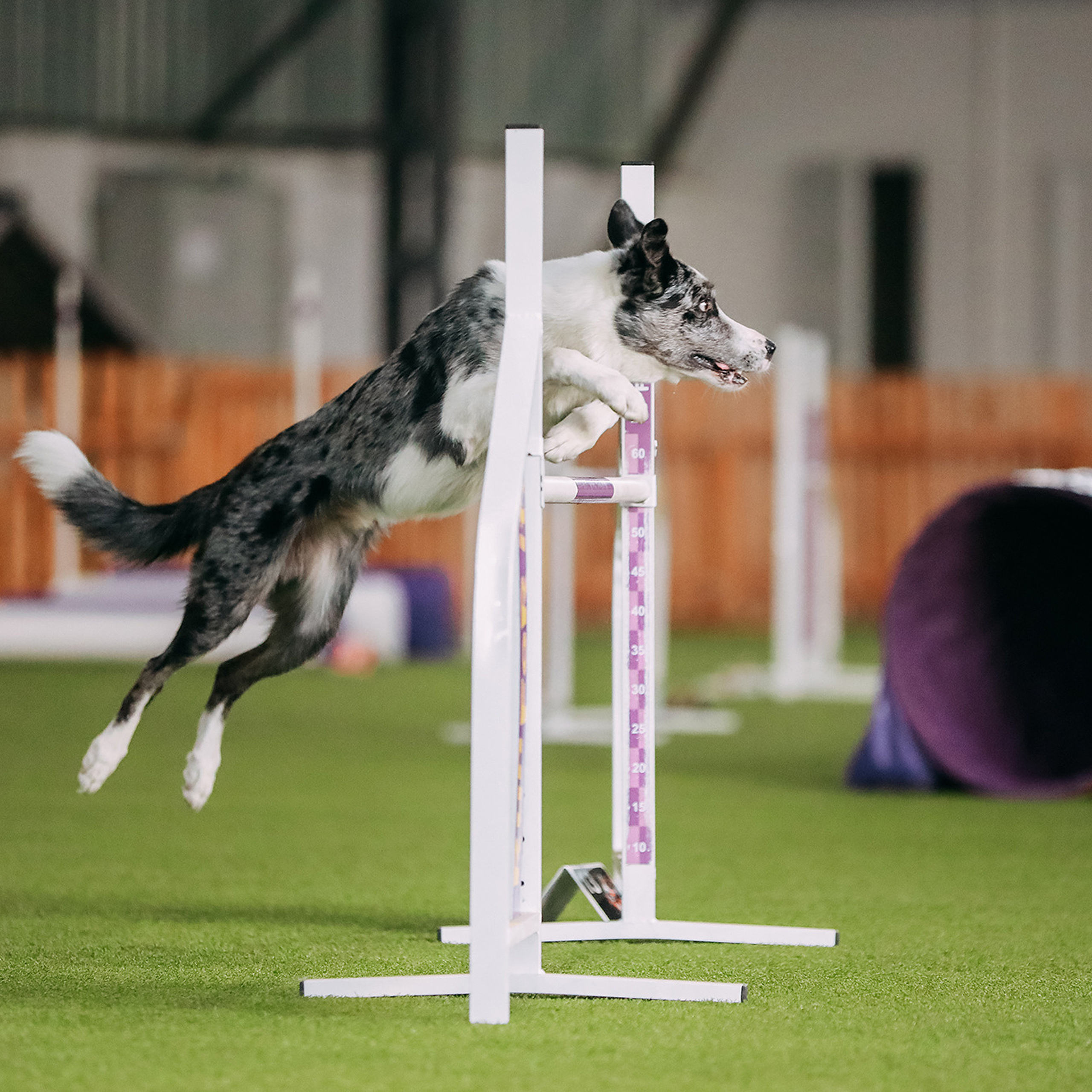 Відгуки. Фотограф-анімаліст Київ