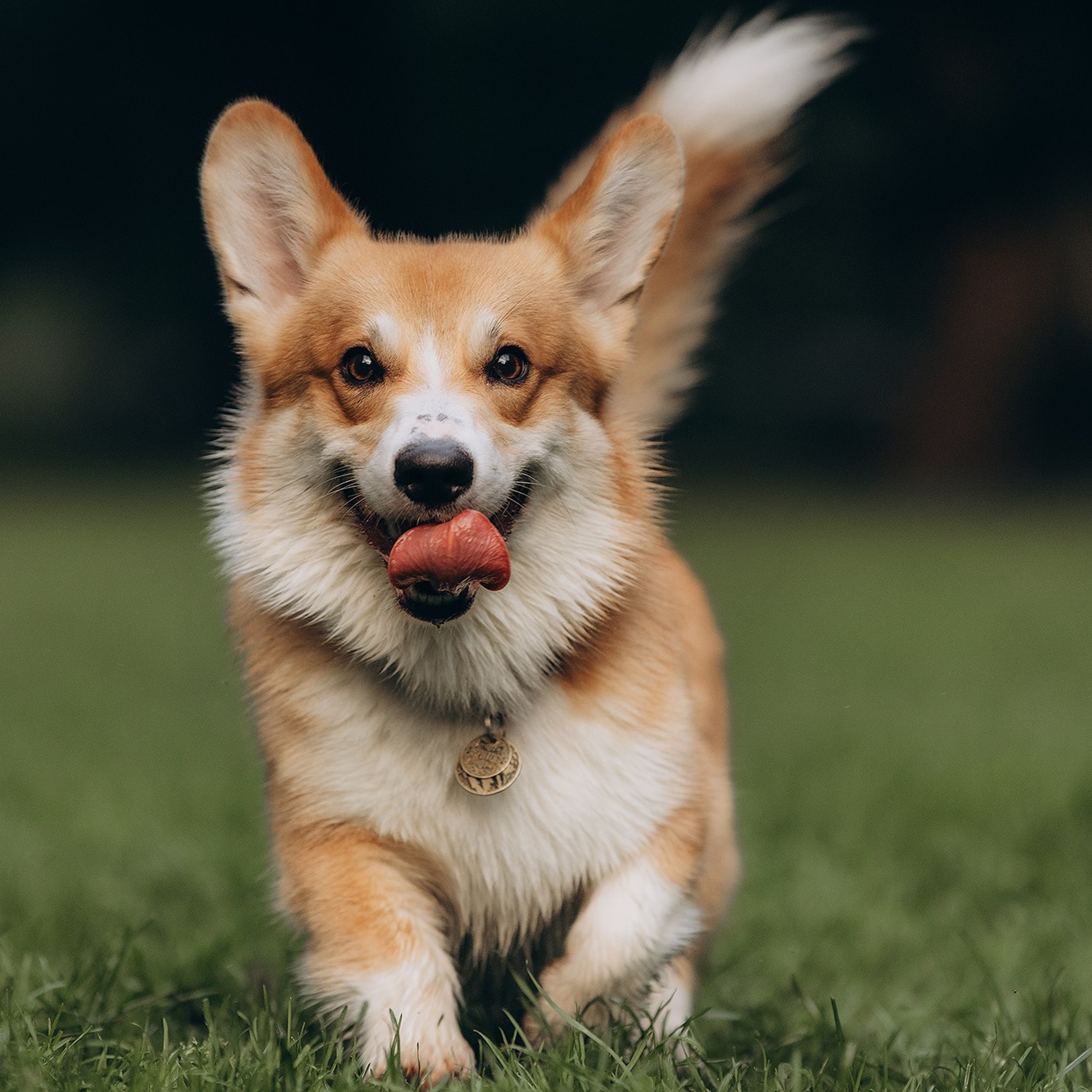 Відгуки. Фотограф-анімаліст Київ