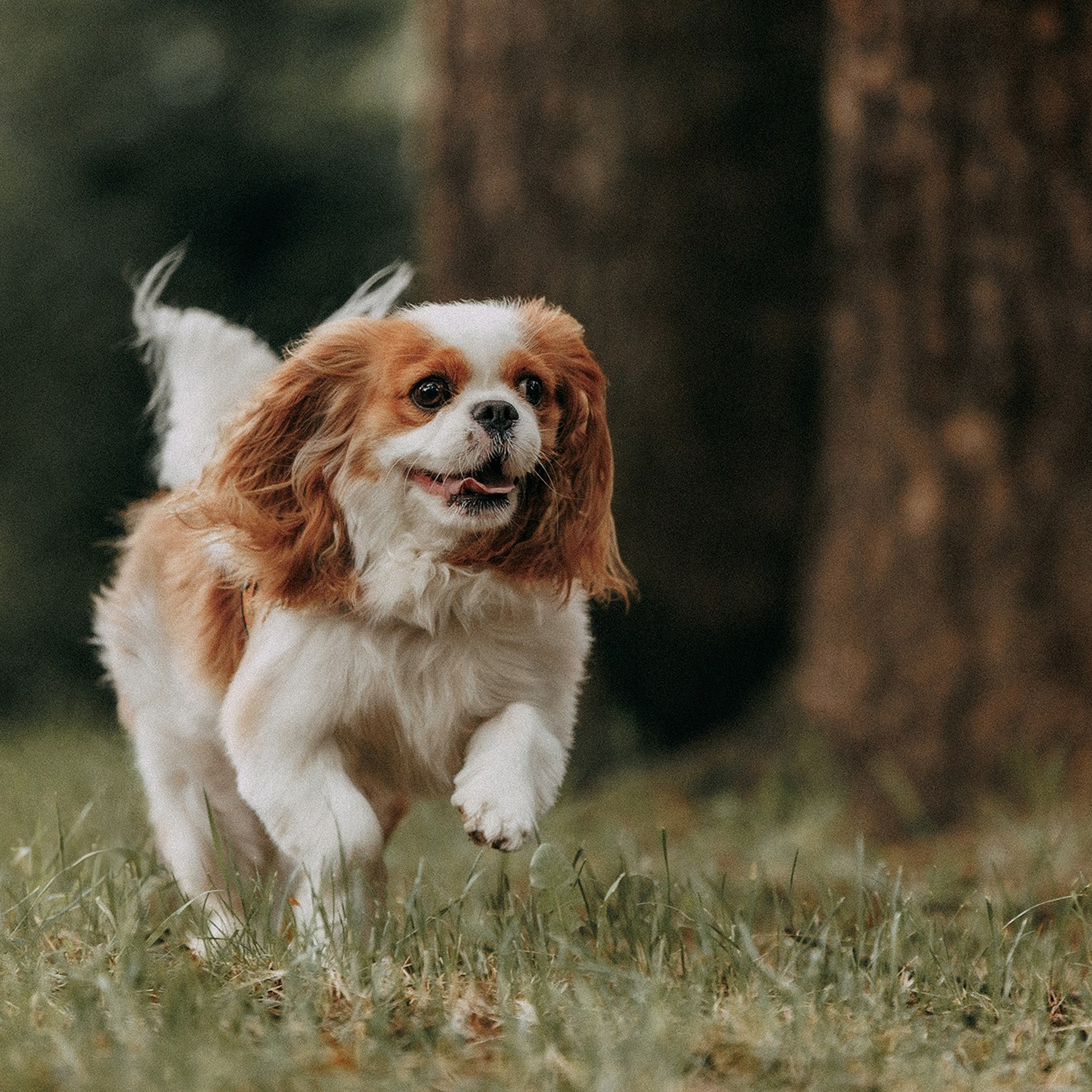 Відгуки. Фотограф-анімаліст Київ