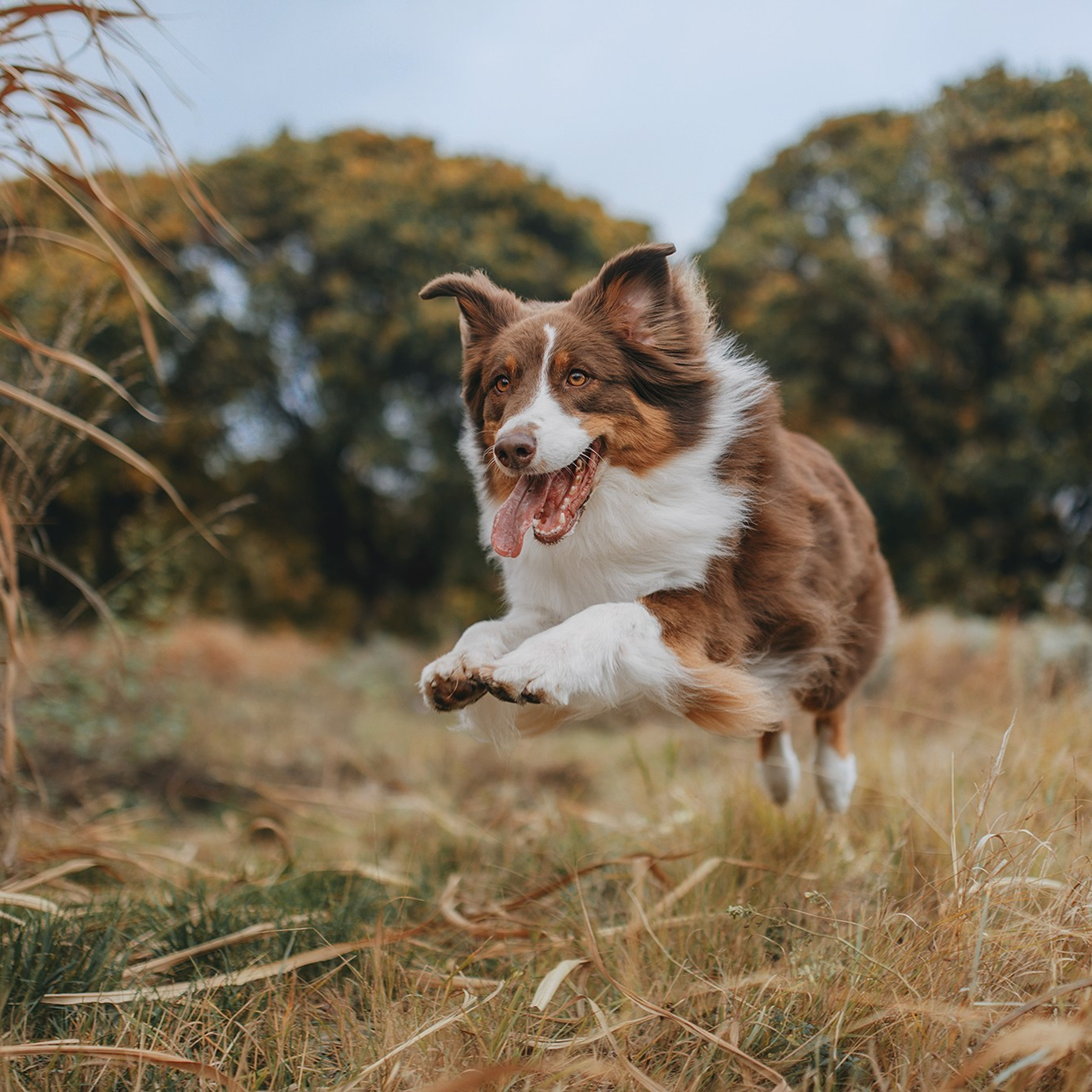Відгуки. Фотограф-анімаліст Київ