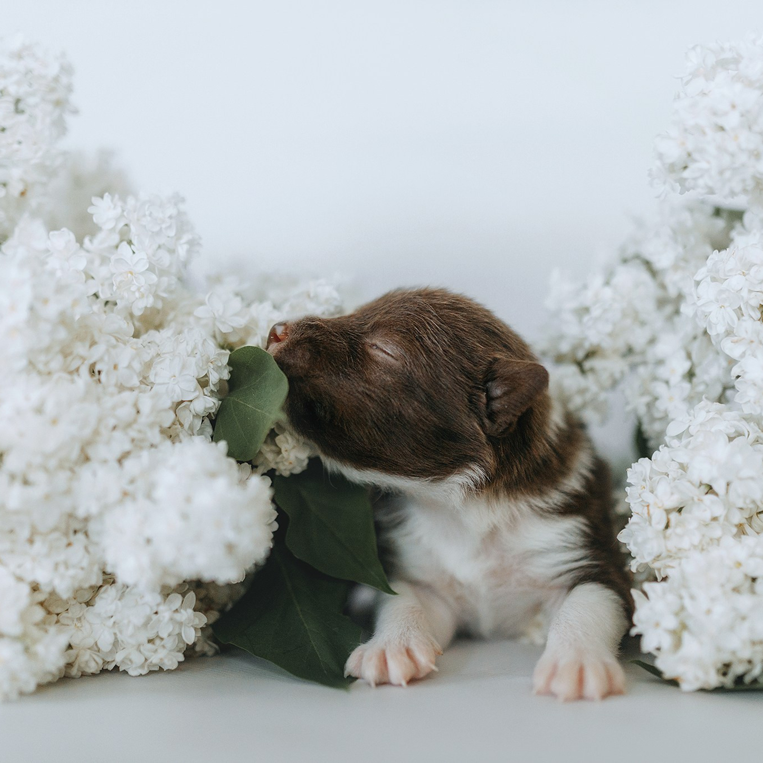 Бордер коллі