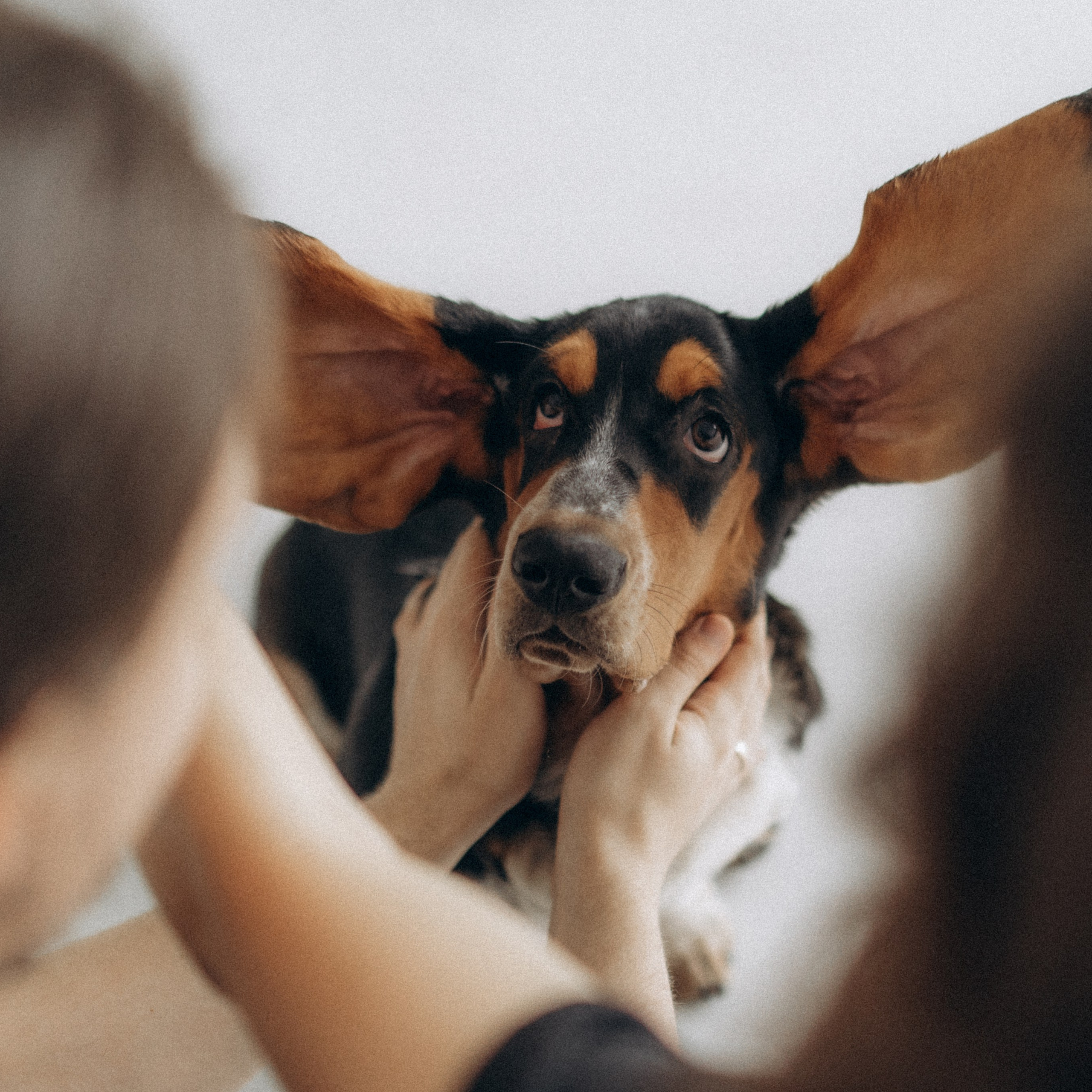 Родина Ромі