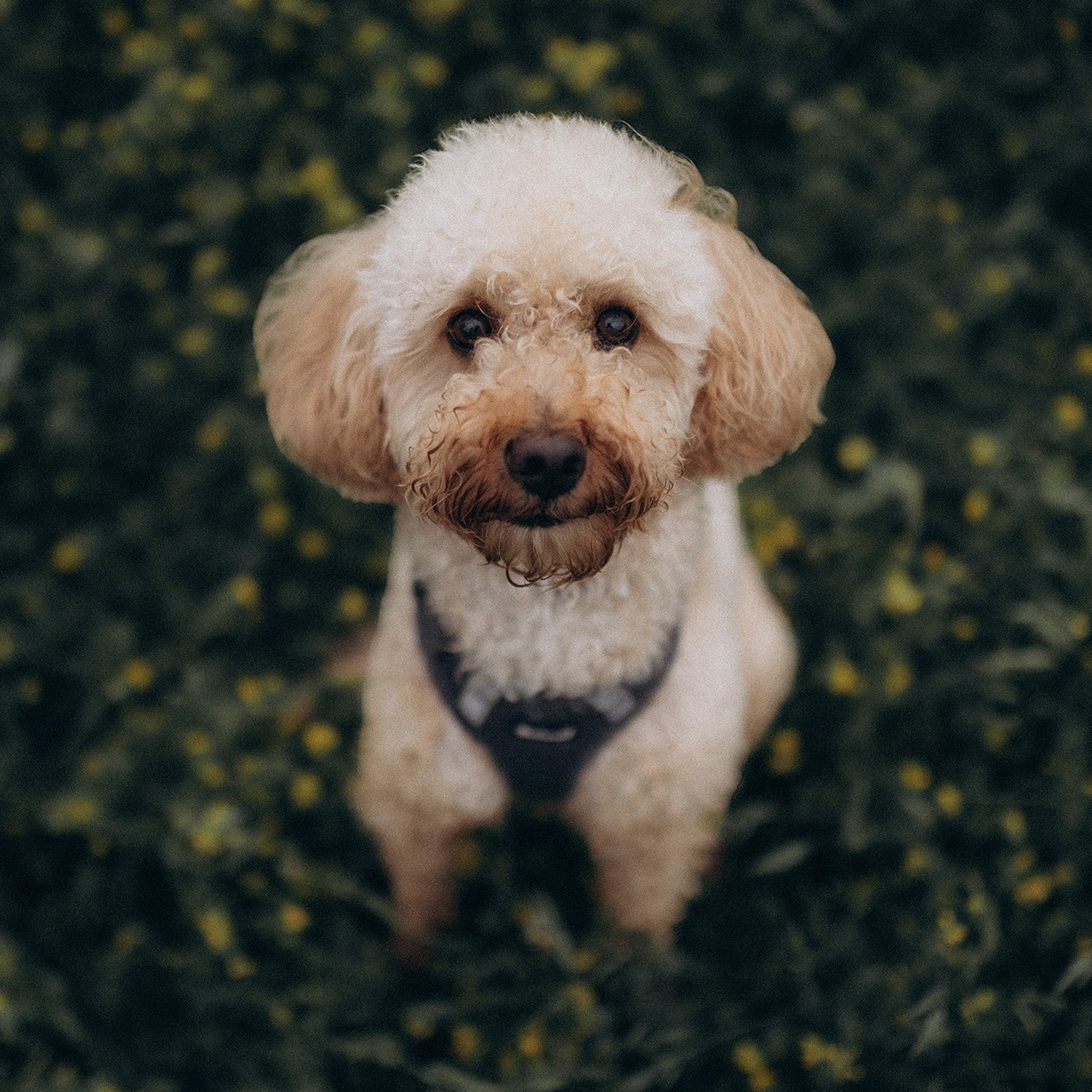 Відгуки. Фотограф-анімаліст Київ