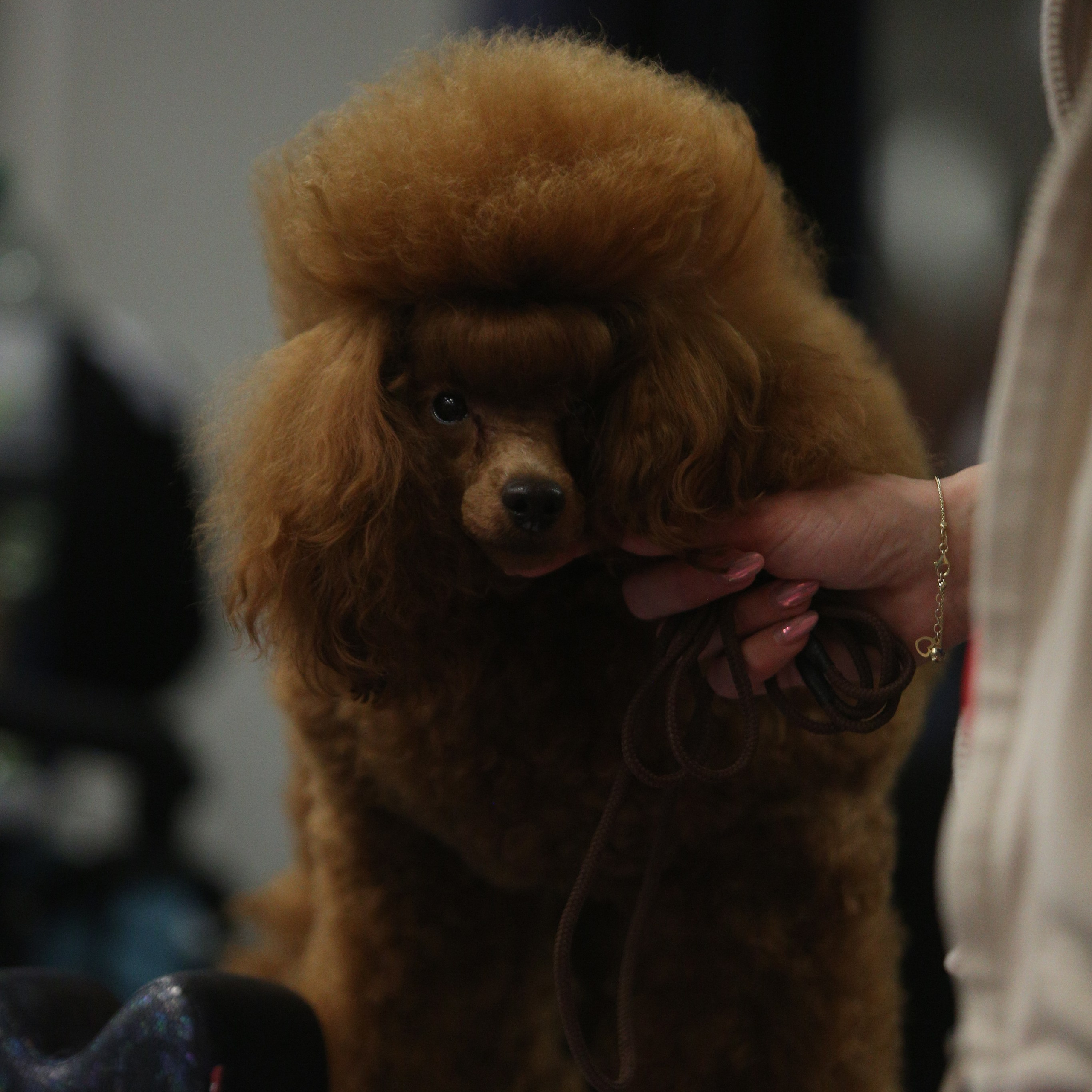 Reviews. Pets and people photographer Kateryna Mumzhynska