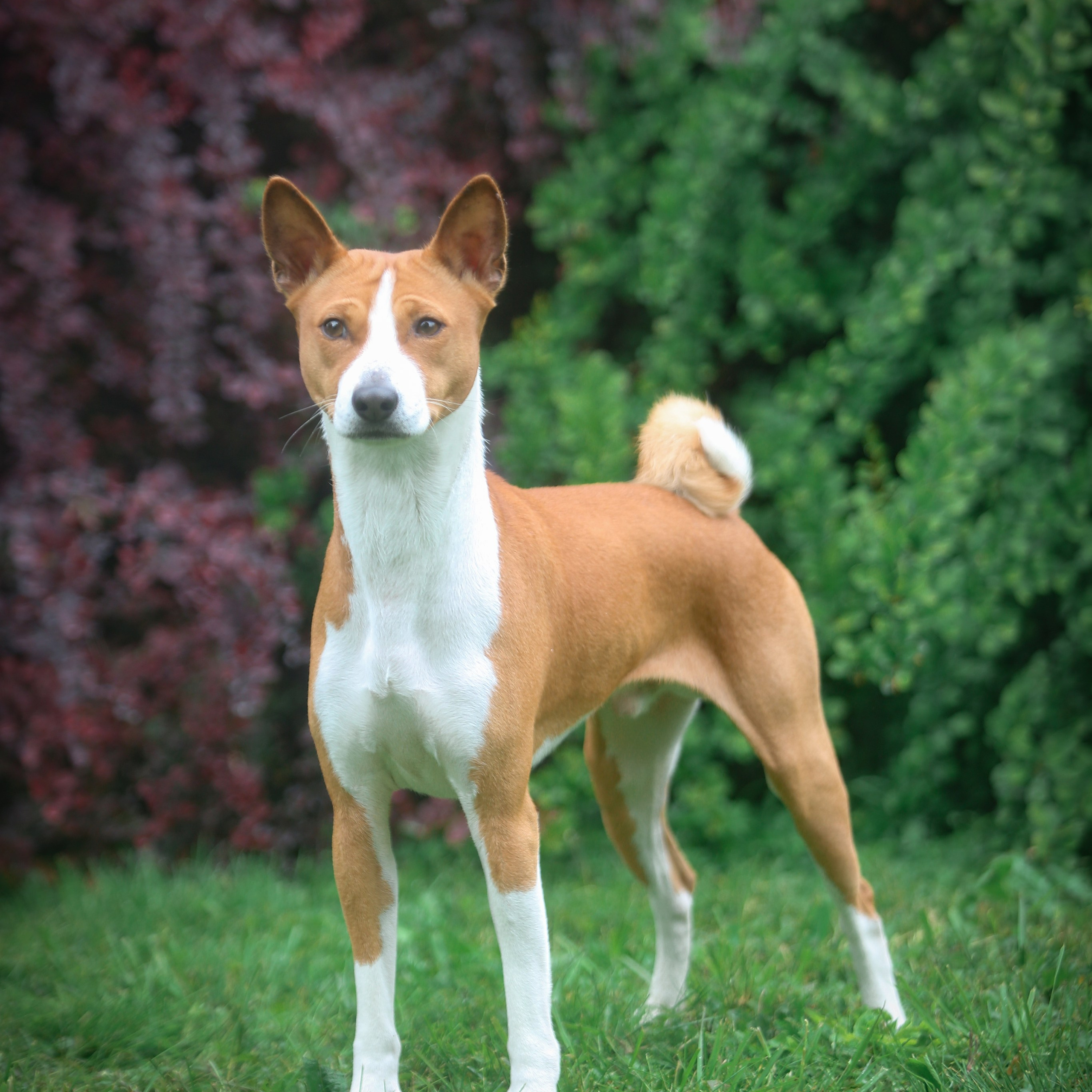 Reviews. Pets and people photographer Kateryna Mumzhynska