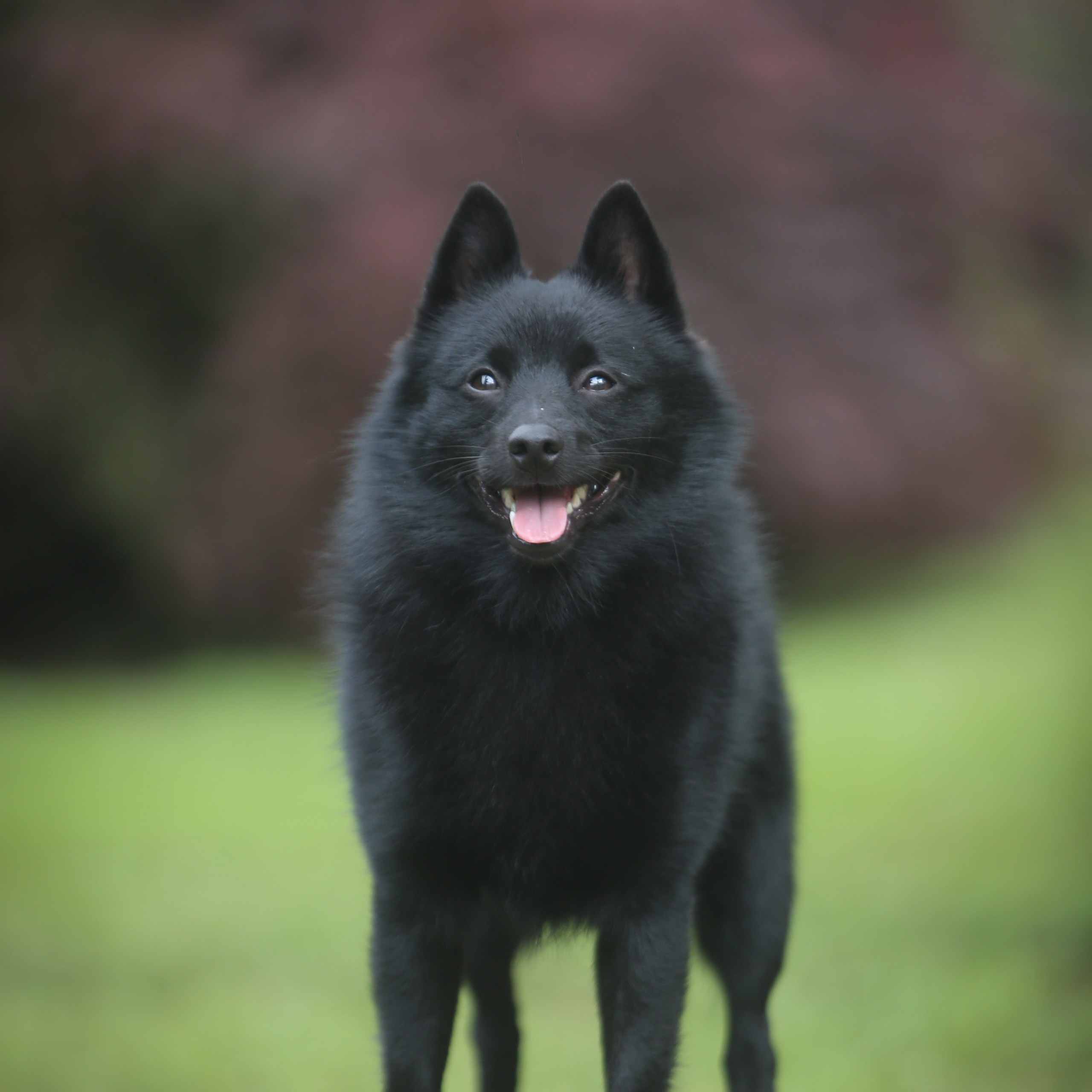 Reviews. Pets and people photographer Kateryna Mumzhynska