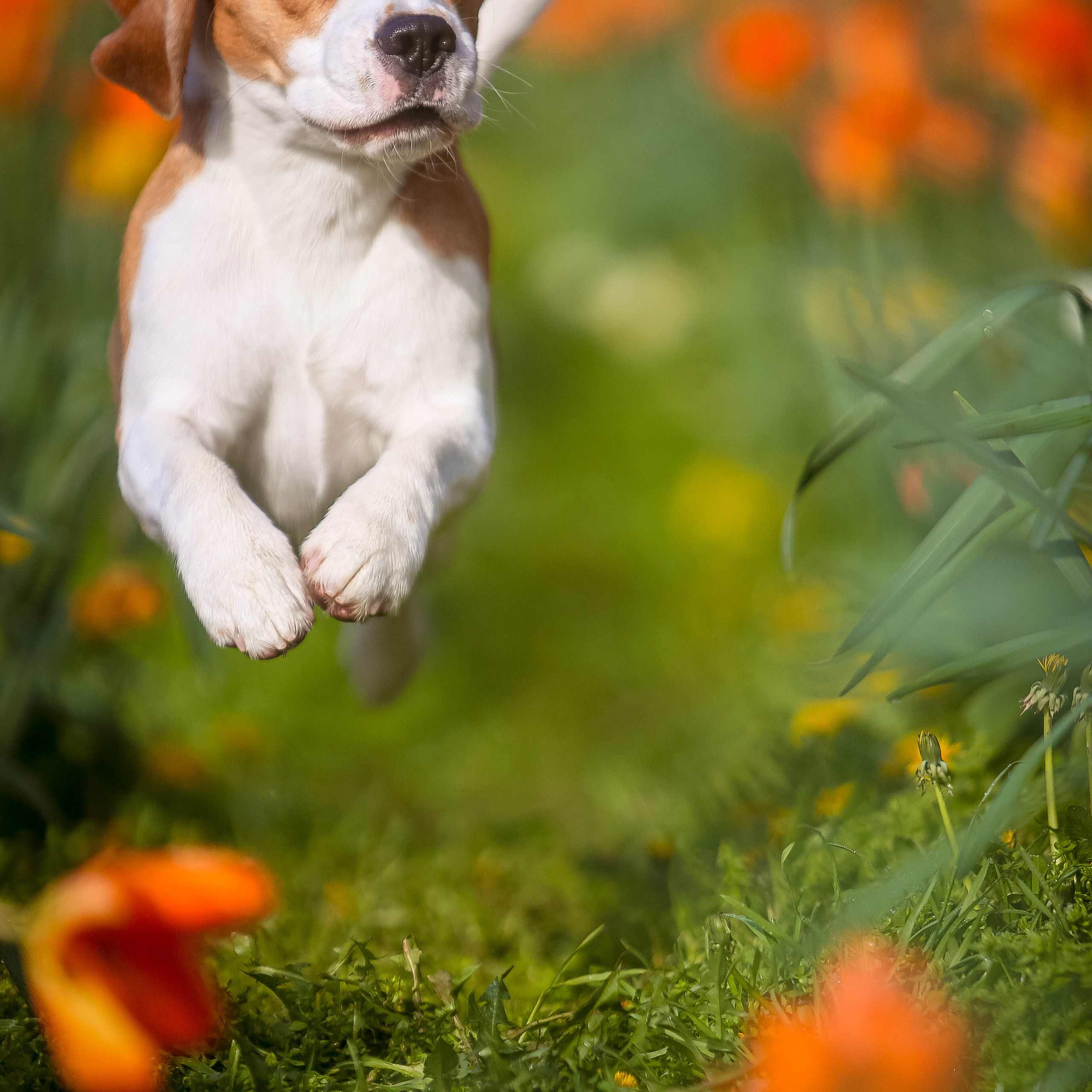 Reviews. Pets and people photographer Kateryna Mumzhynska