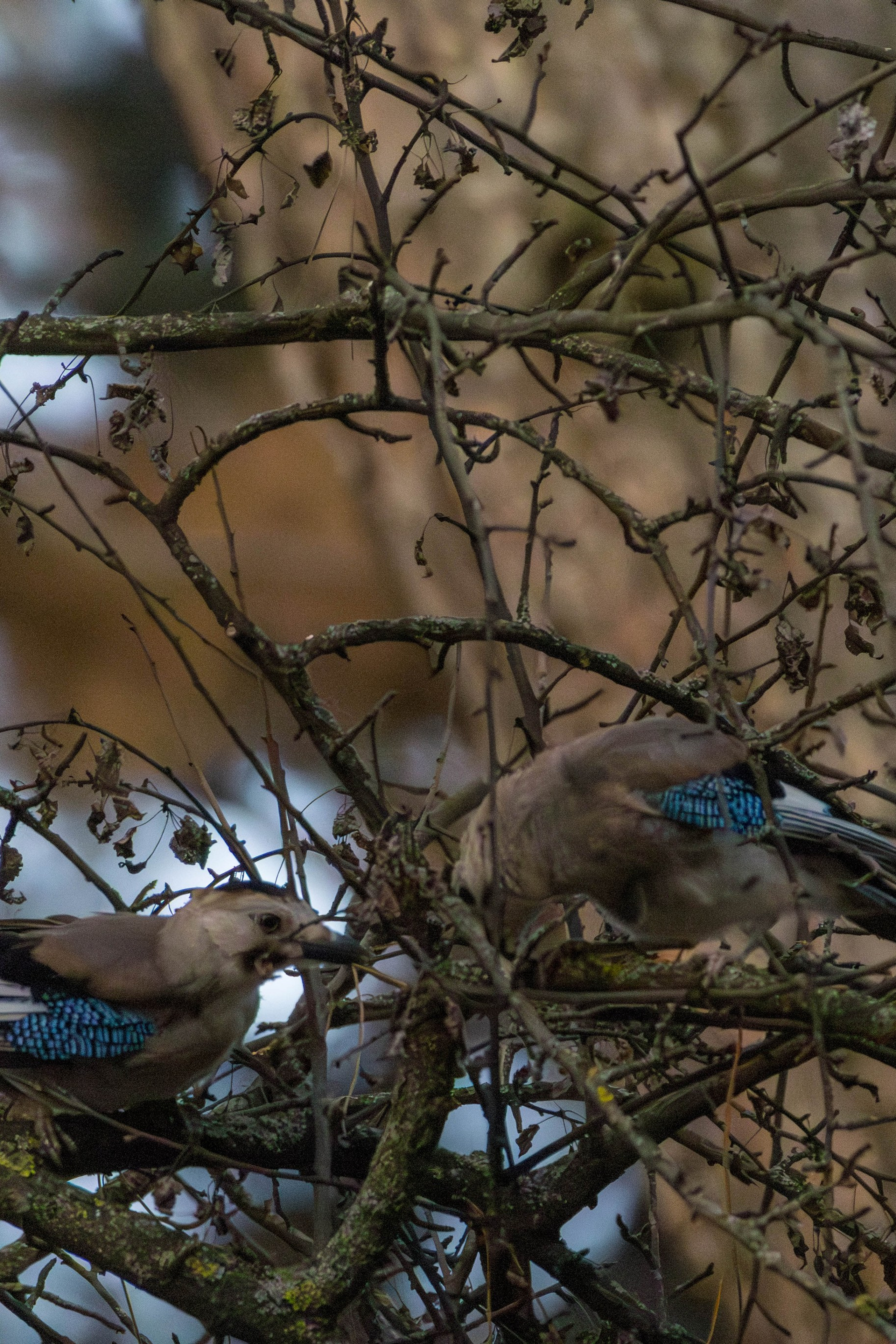 Jay (Garrulus glandarius)