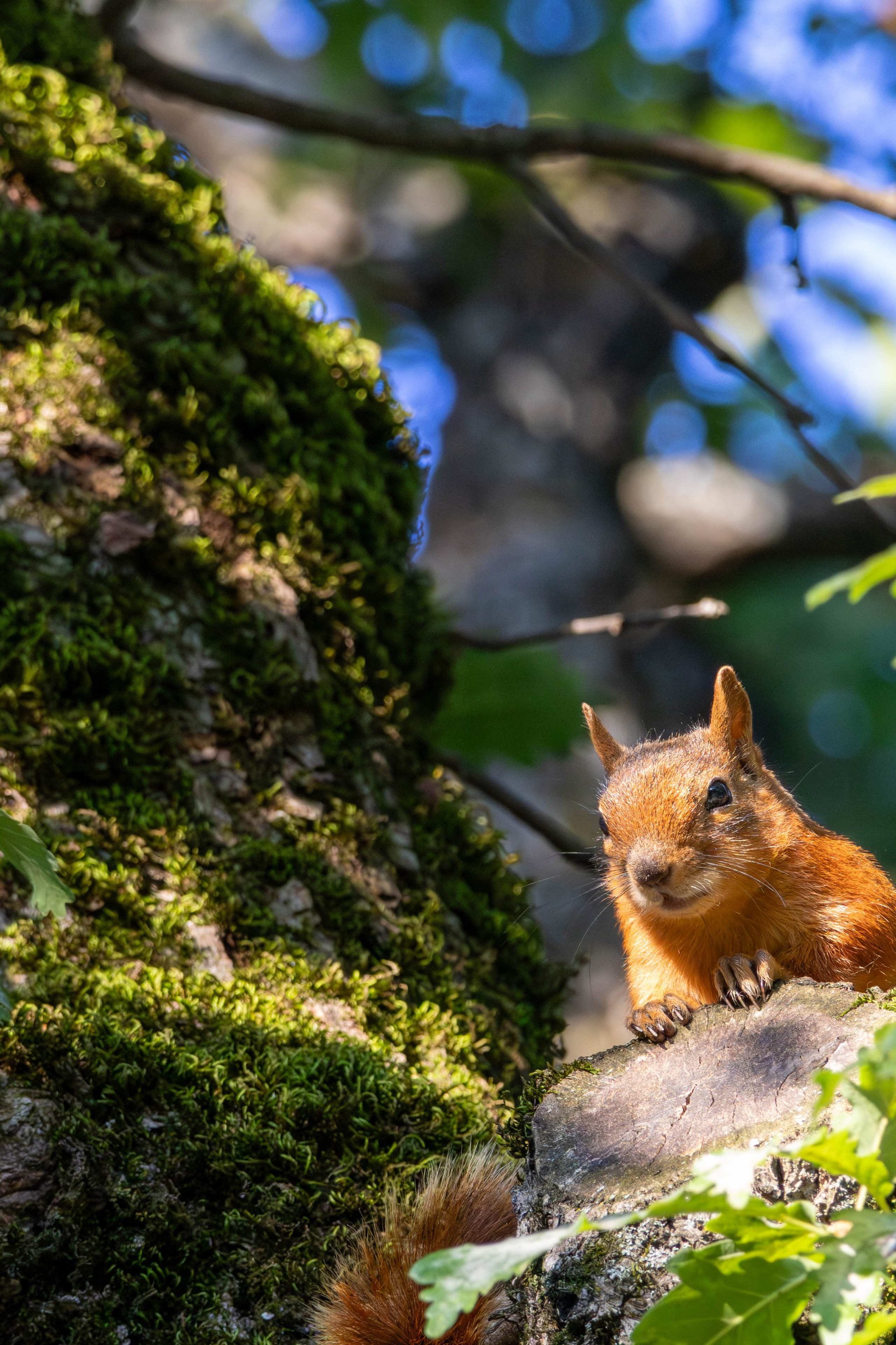 Squirrels (Sciurus vulgaris) 🐿️