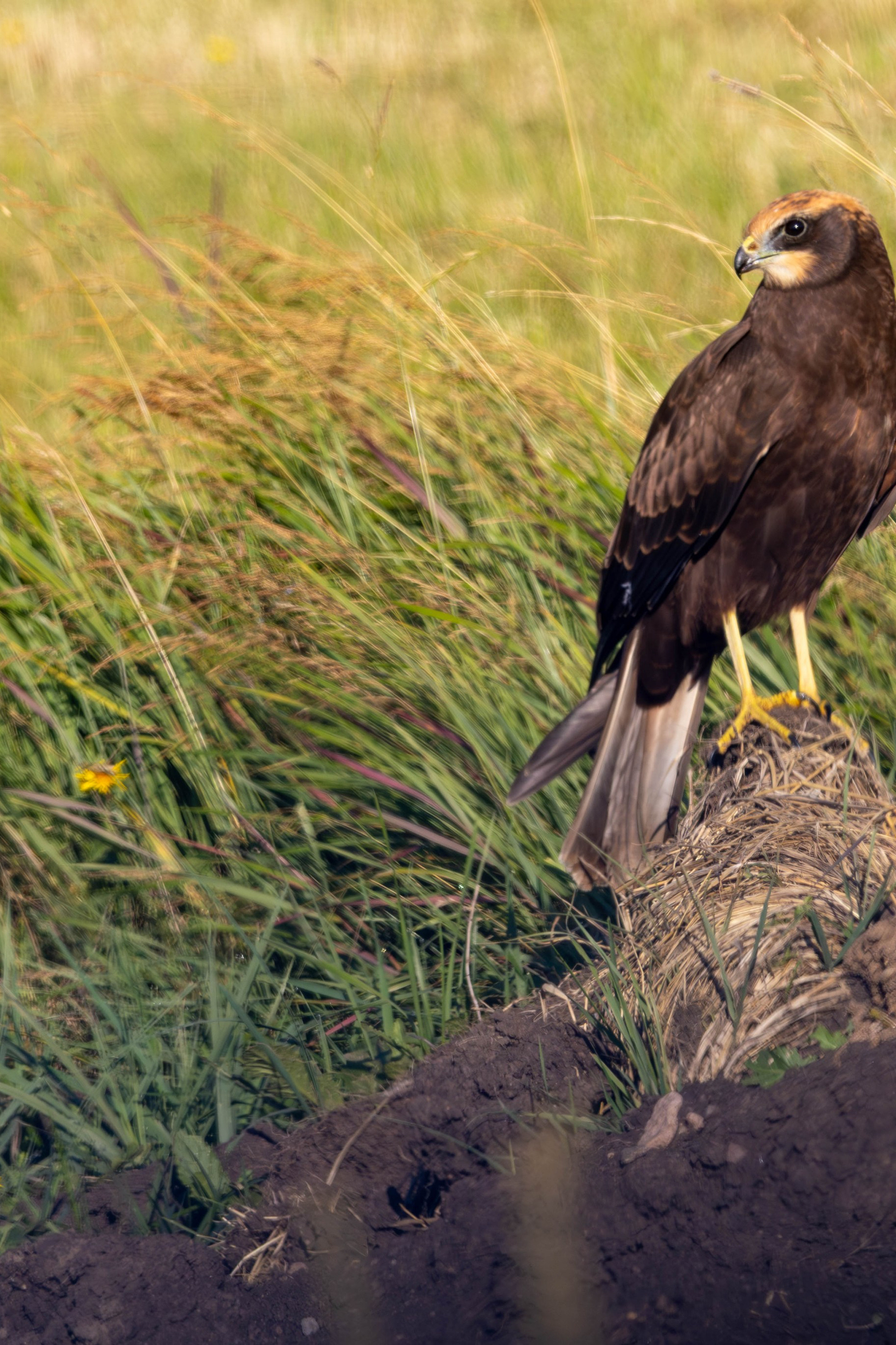 Western Marsh Harrier (Circus aeruginosus) 🦅