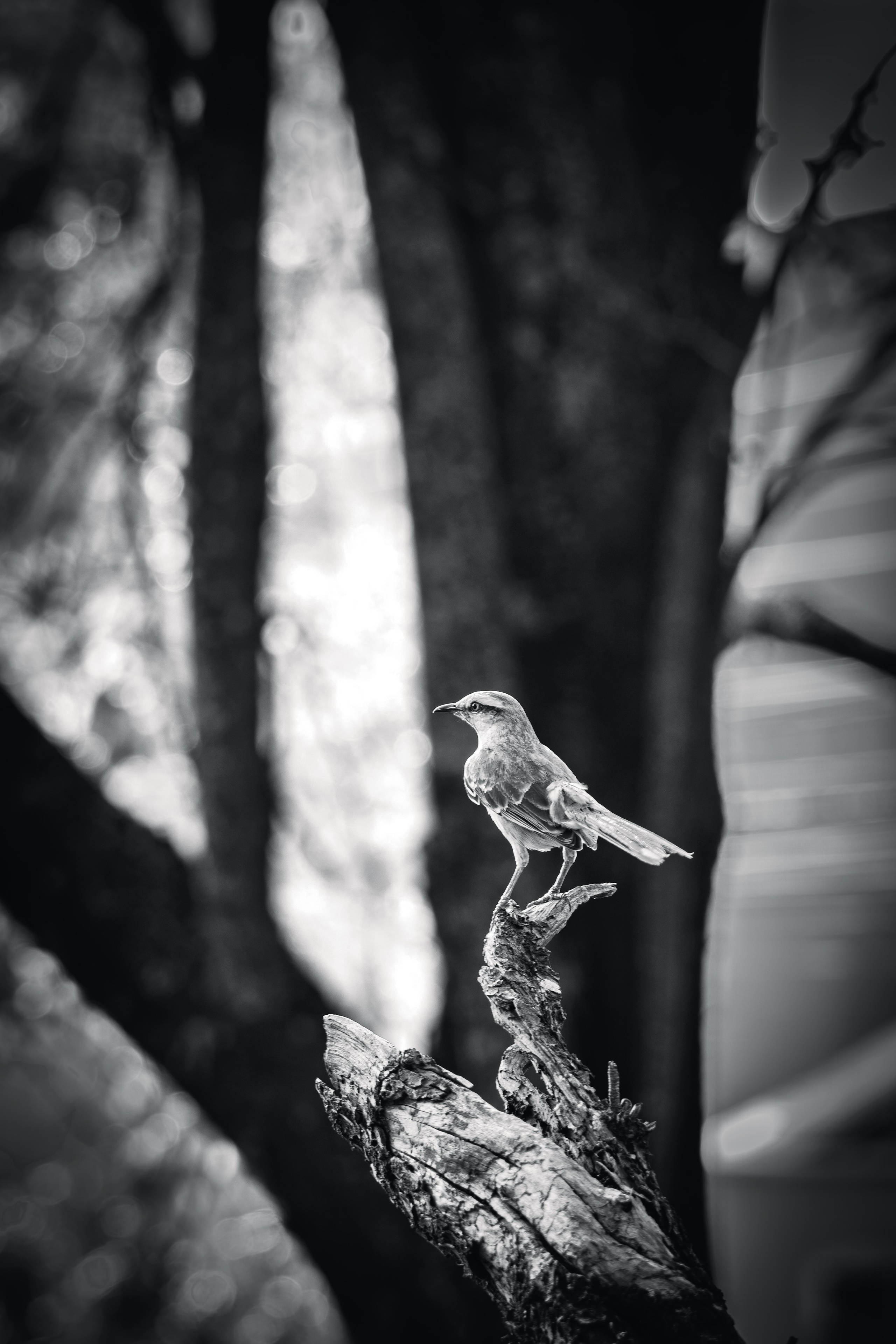 Fine Art. FabianoPhotography