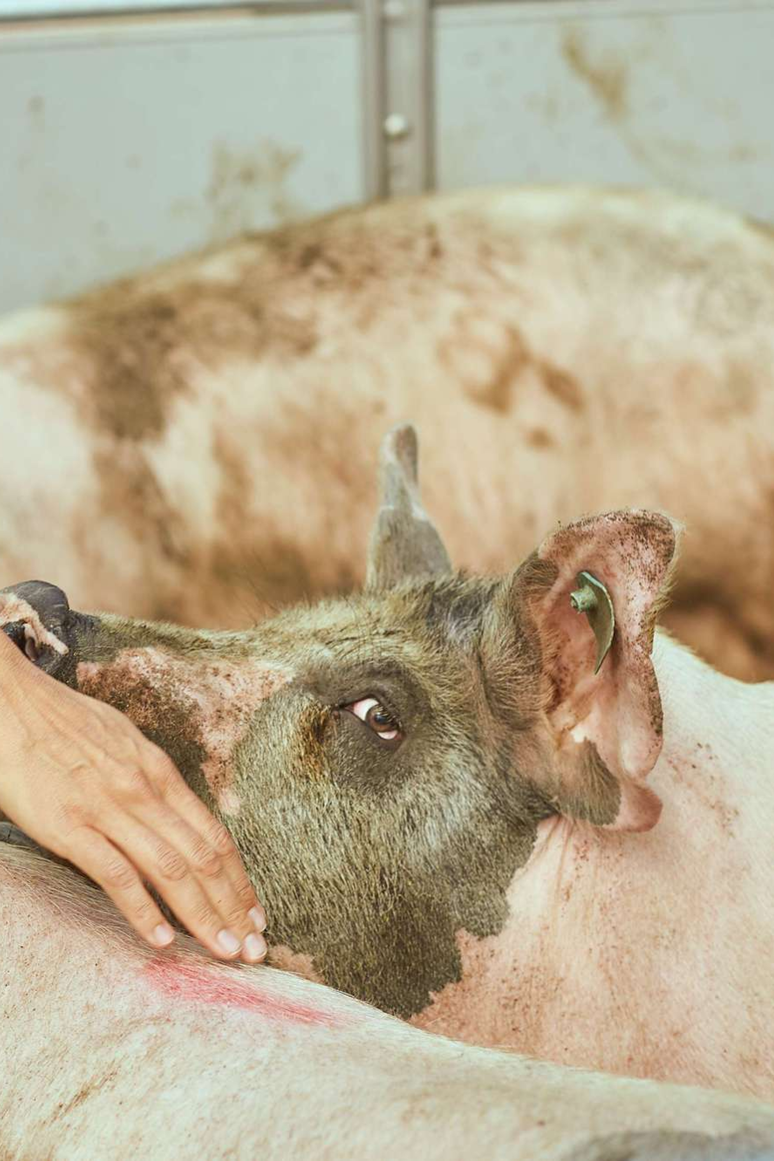 Selection Documentary