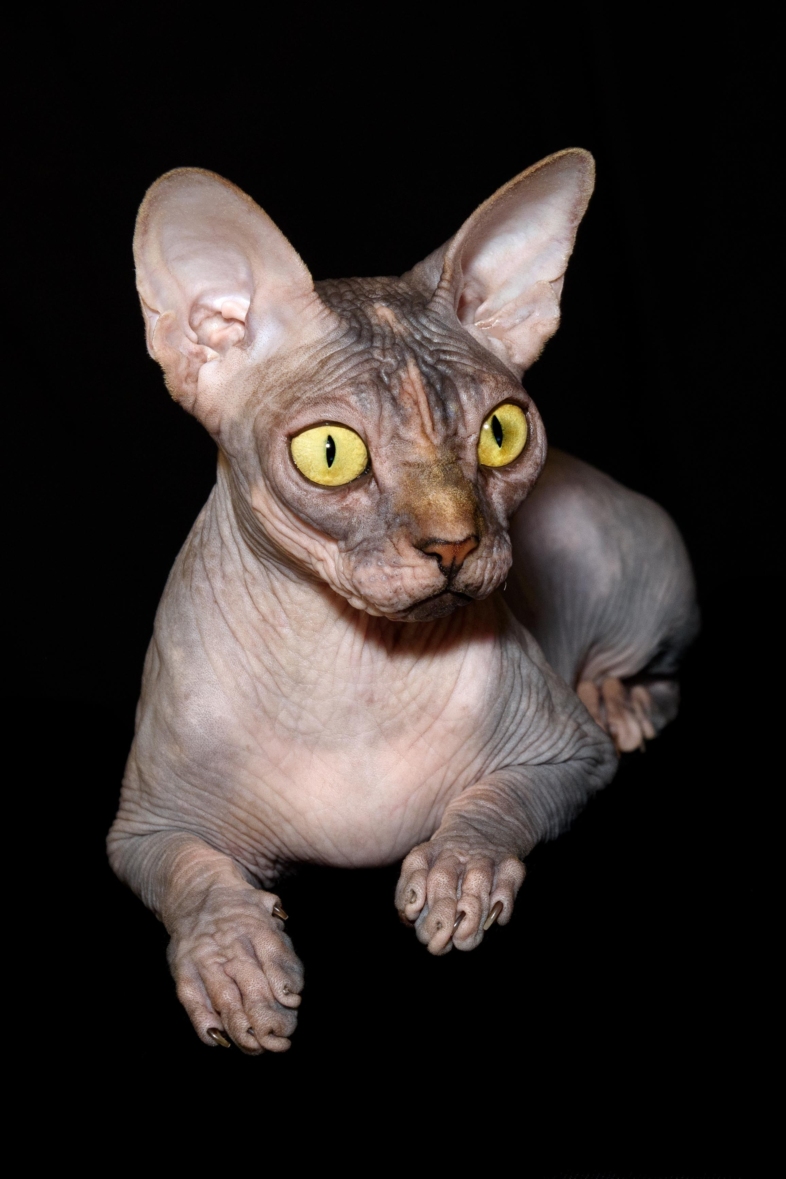 Bringing the kitten home. A cattery of Canadian Sphynx breed, located in Limassol, Cyprus