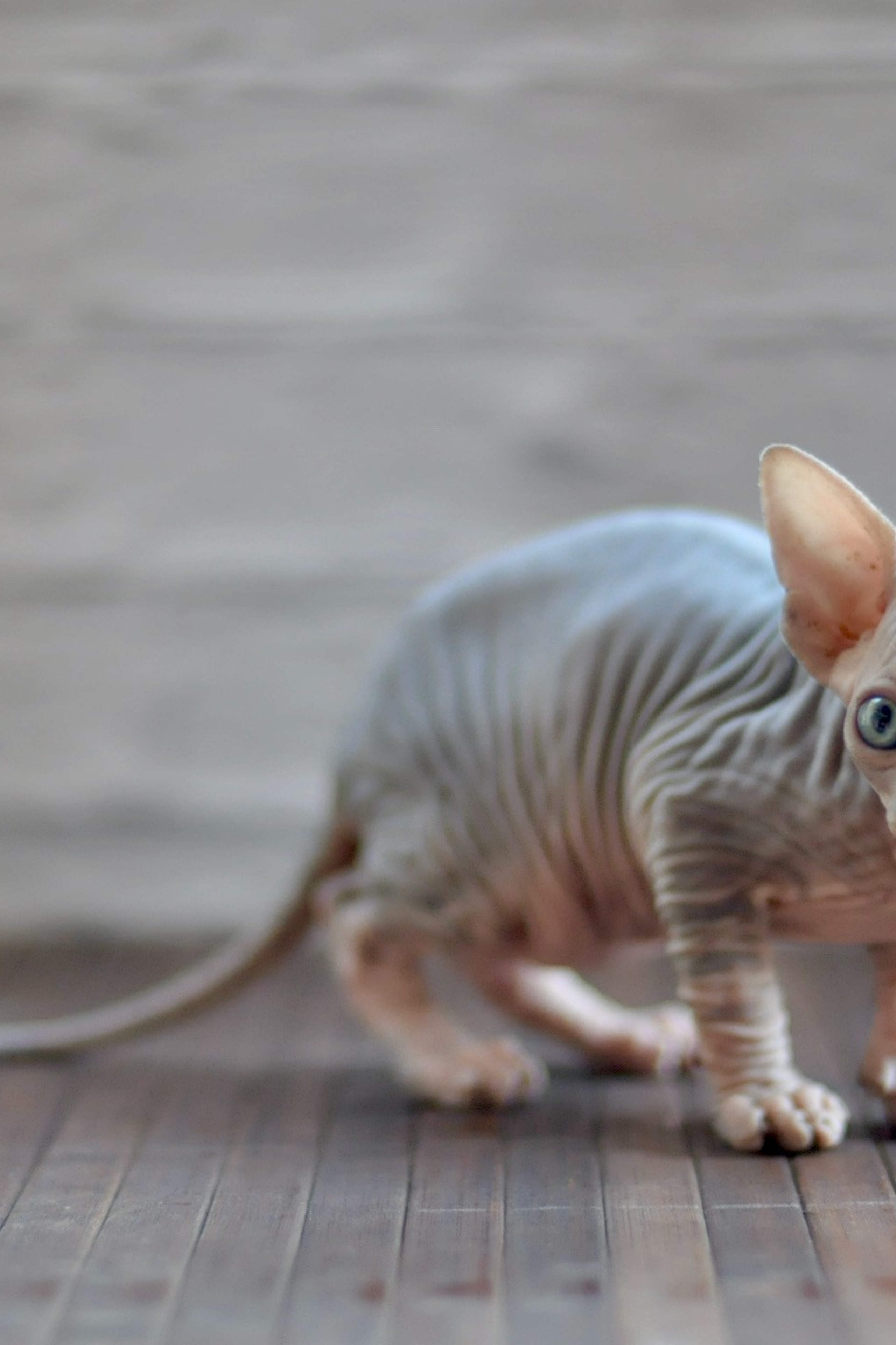 Litter E. Εκτροφείο γάτες Σφίγγα στην Λεμεσό, Κύπρος