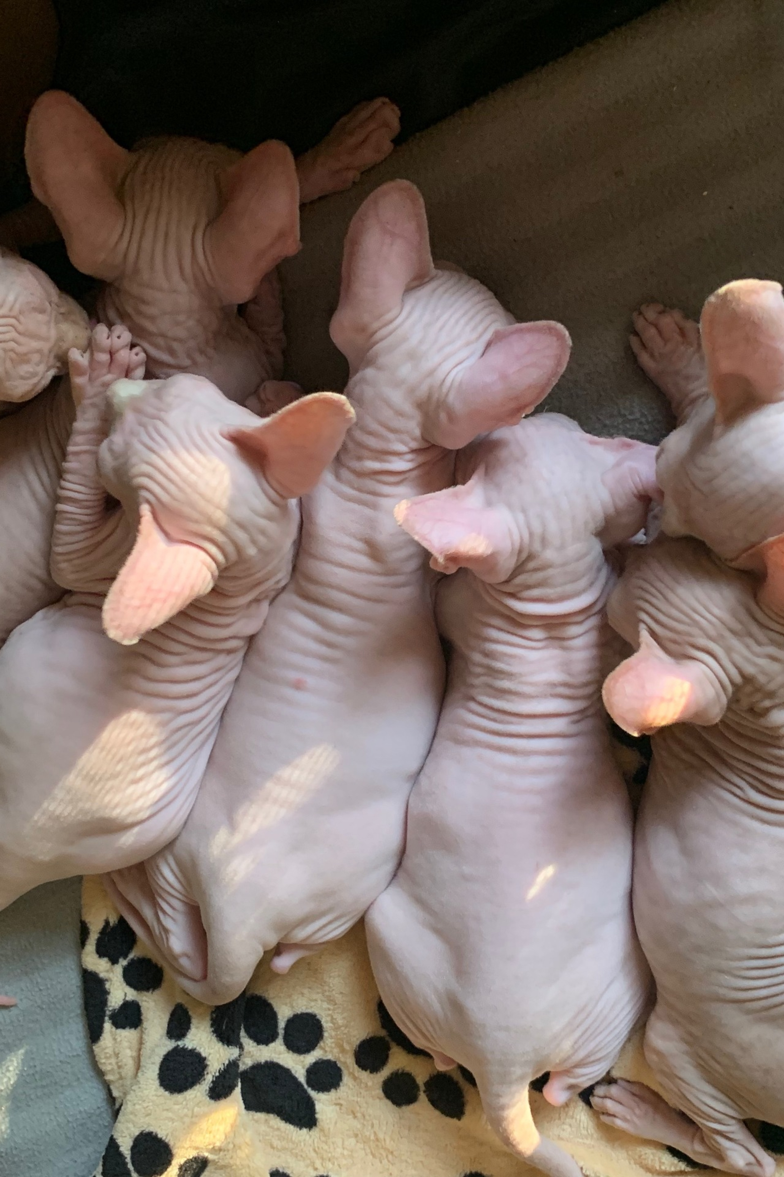 Για την ράτσα γάτες Sphynx (Σφίγγες). Εκτροφείο γάτες Σφίγγα στην Λεμεσό, Κύπρος