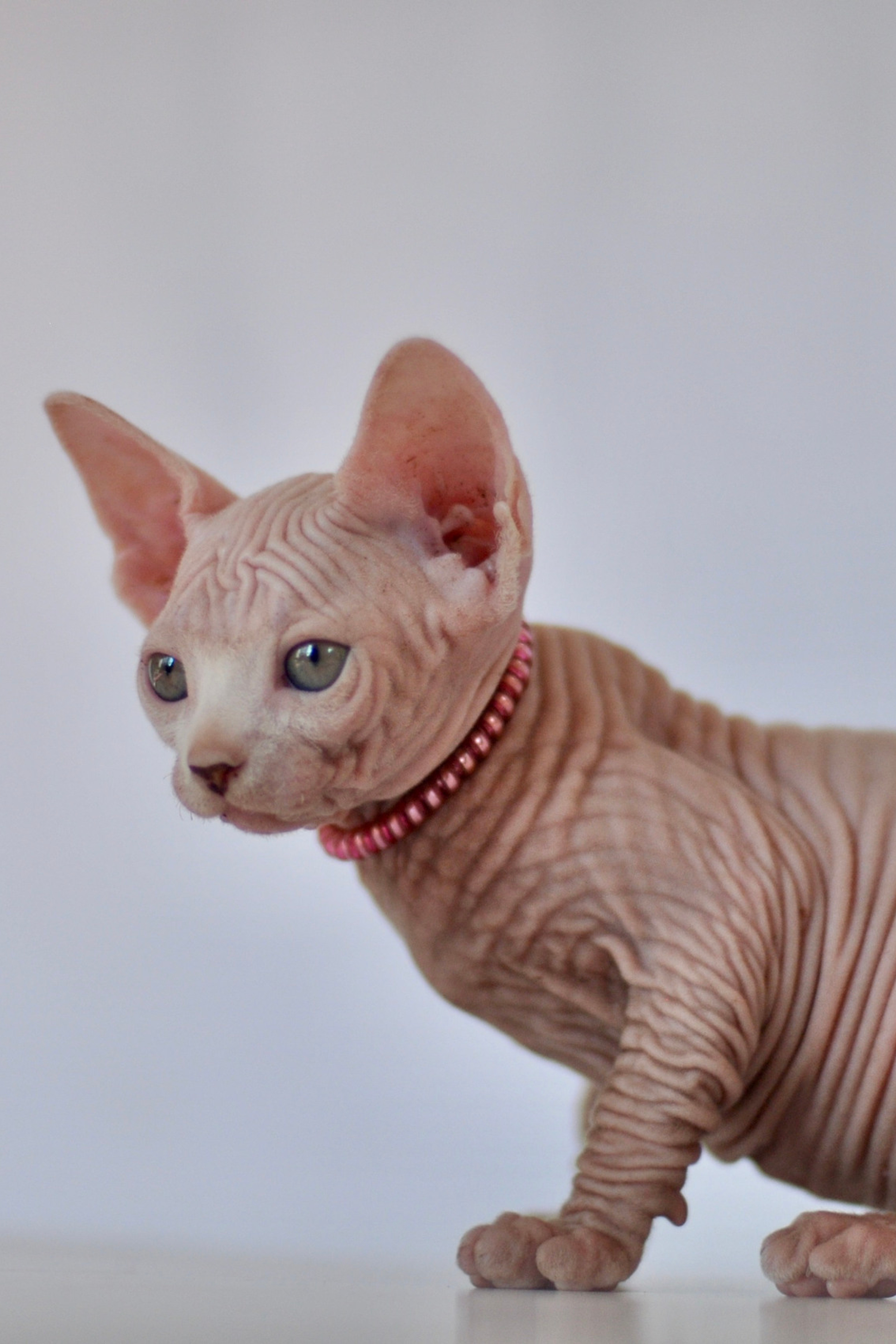 To rehome or not to rehome, or Why All Breeders Do “This”. A cattery of Canadian Sphynx breed, located in Limassol, Cyprus