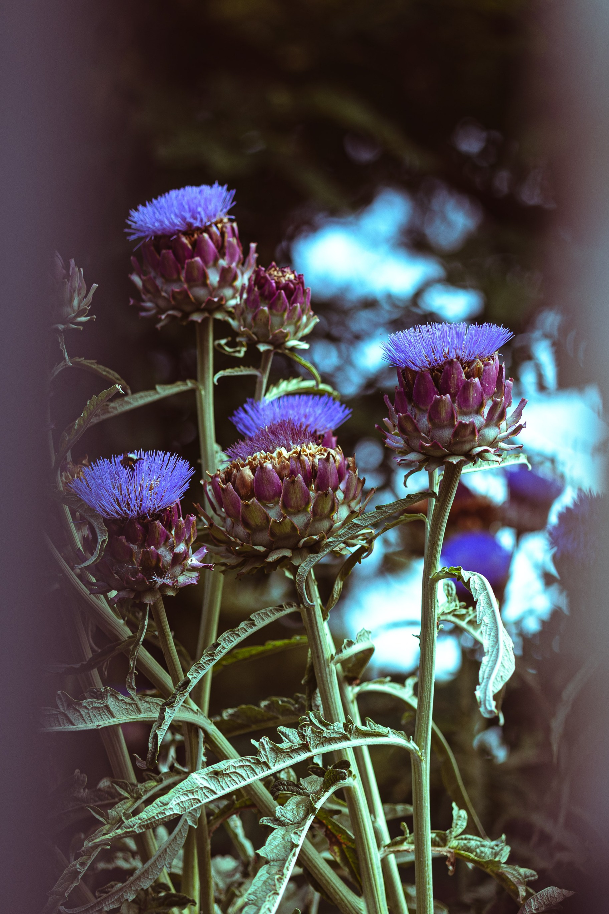Beleške jedne Žiške. Intuitivne priče o fotografiji, ženi, sećanju i ličnom brendu