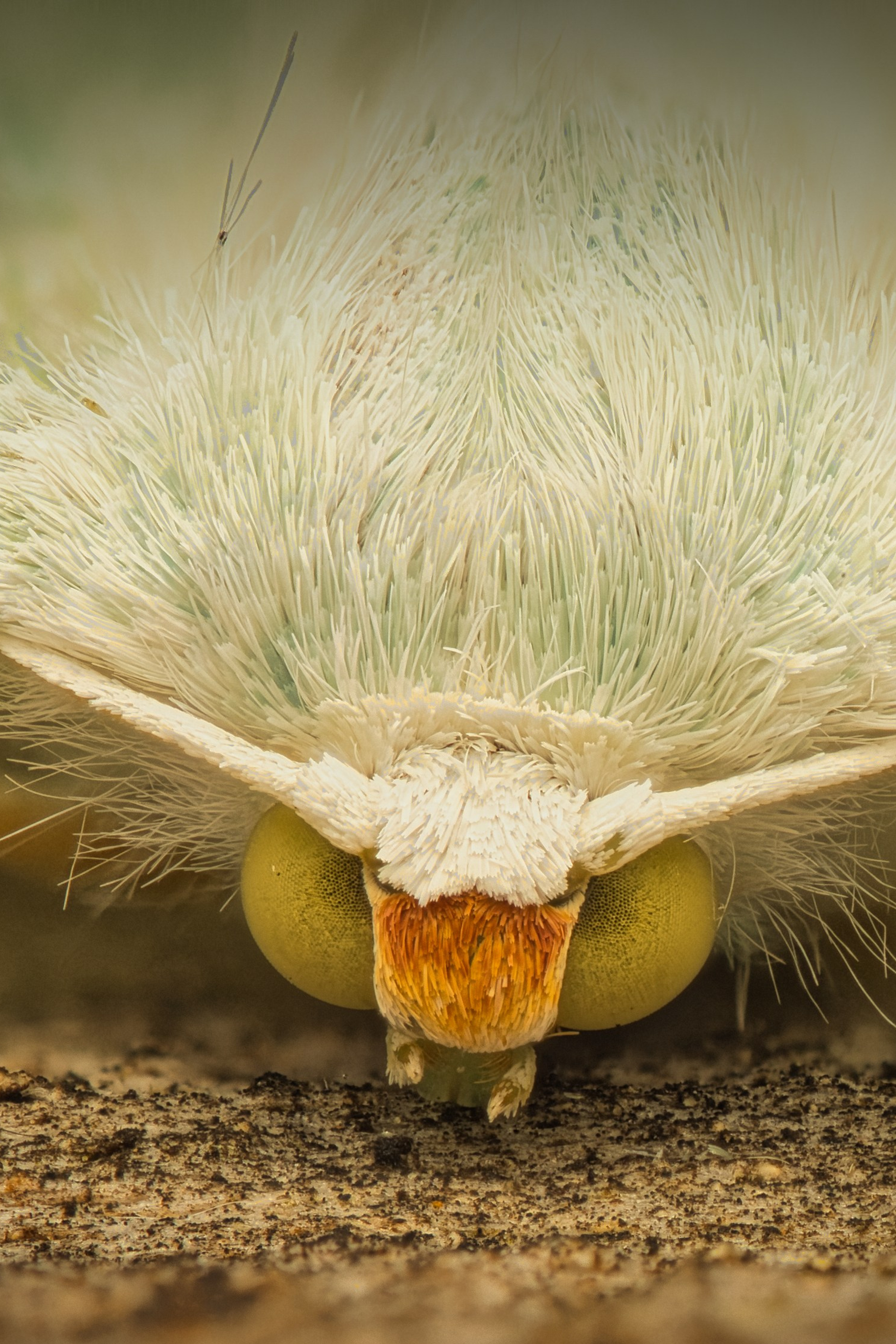 Macro