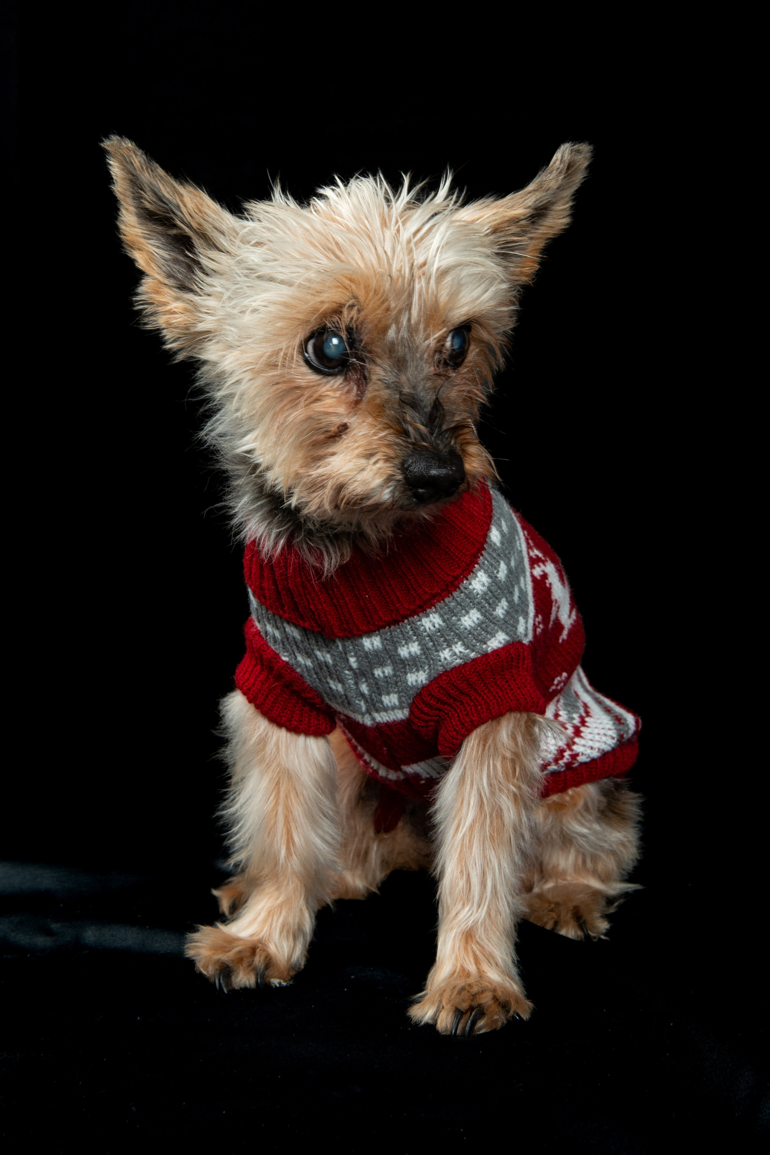 Sesiones de Mascotas