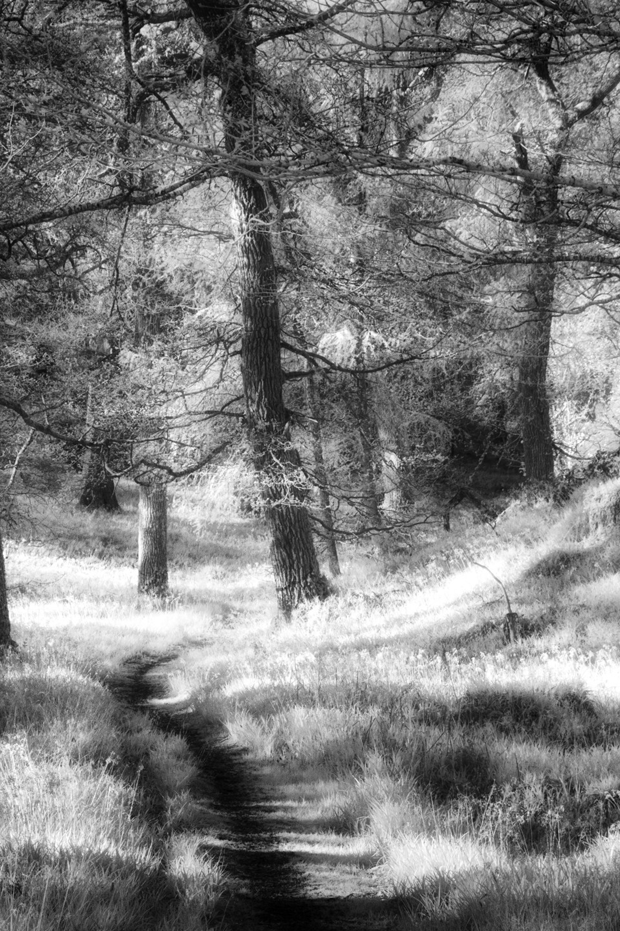 Castle Craig. Infrared Scotland